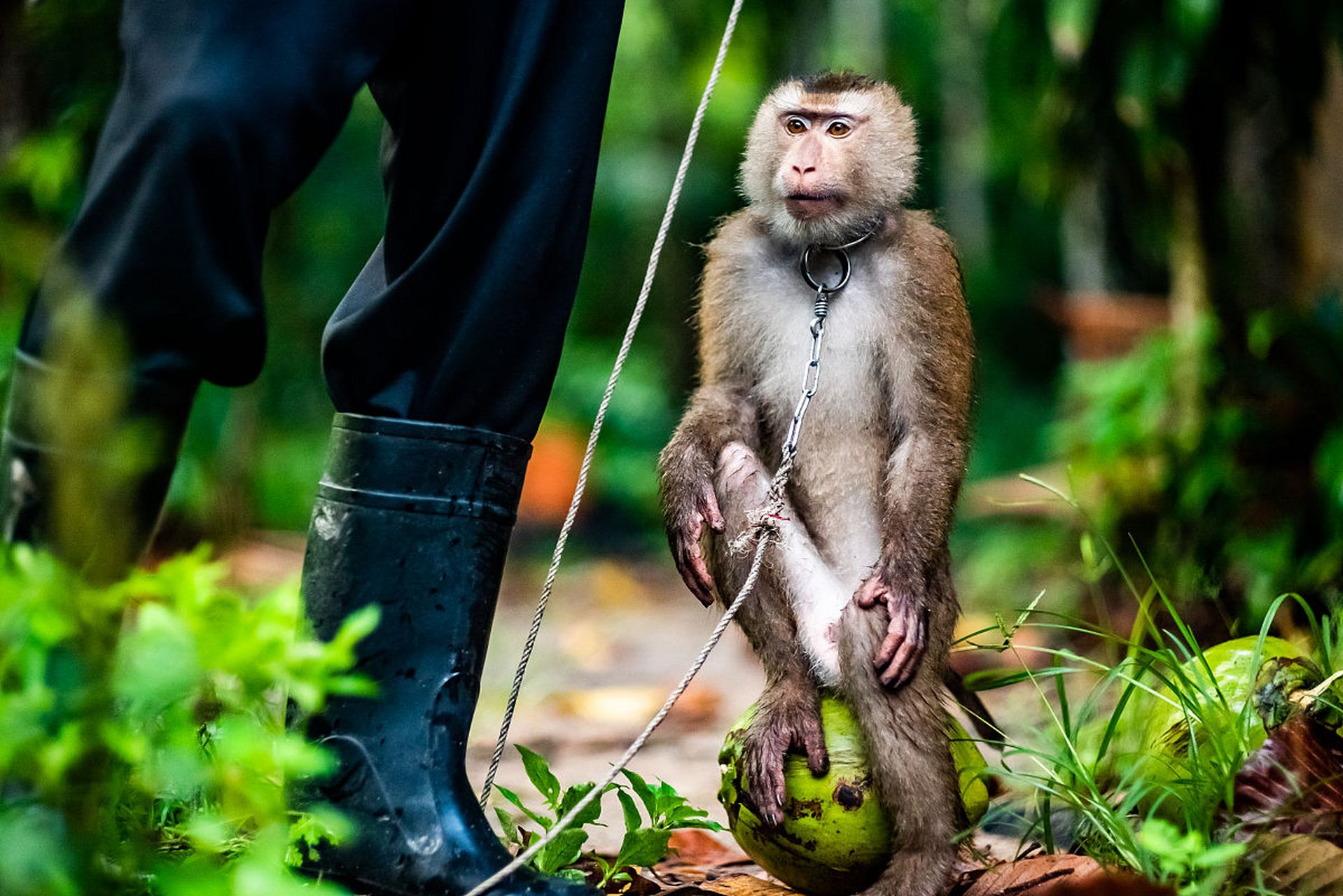 从前有只聪明的猴子,它不仅机智,还非常懒惰.
