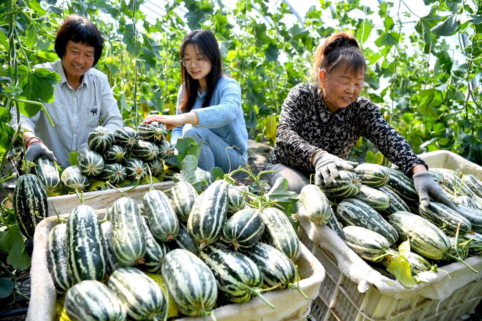 山东莘县甜瓜基地图片