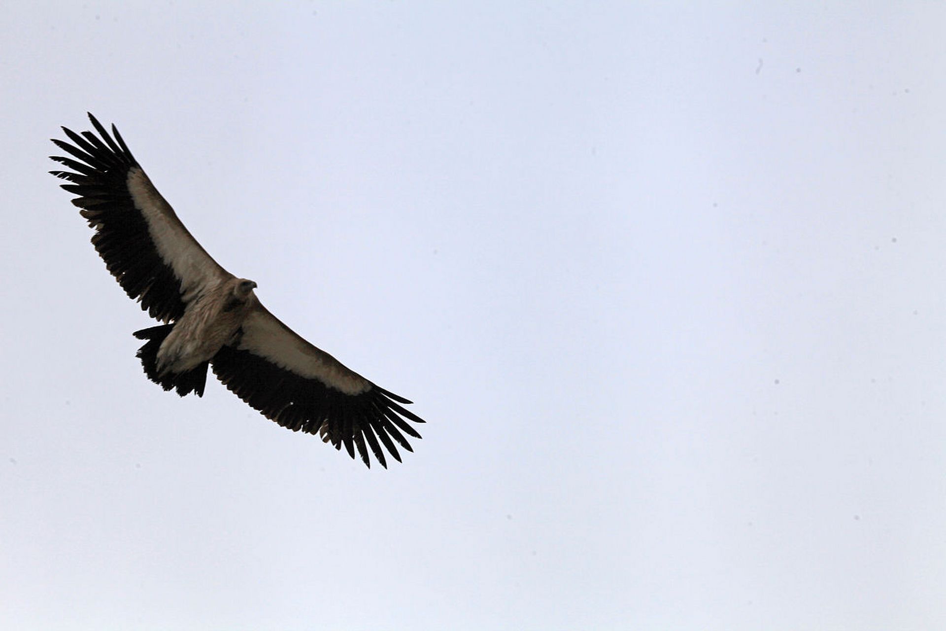 雄鹰在天空中翱翔,搏击长空,毫无畏惧.