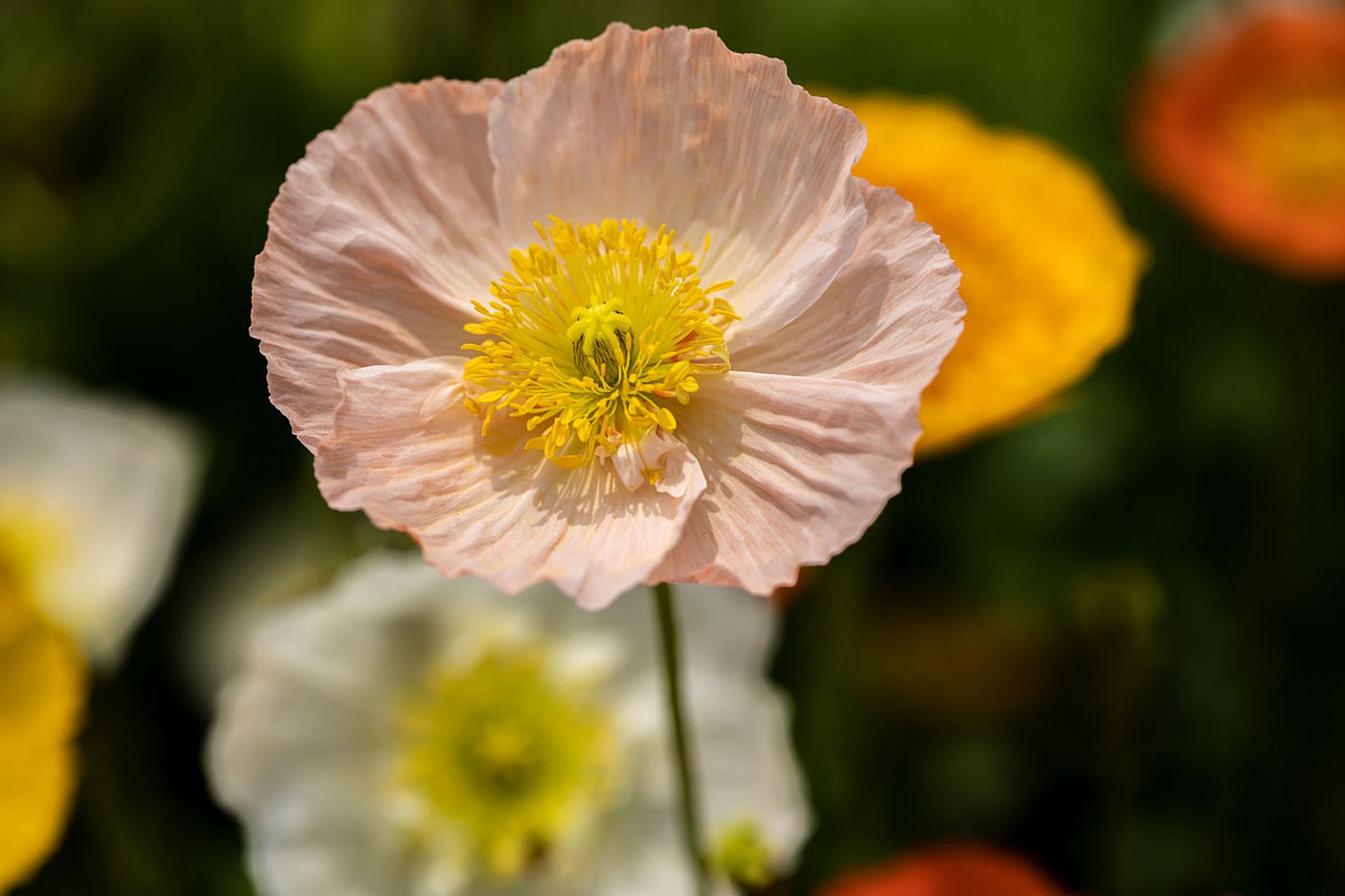 在阳光下欣赏虞美人花,那种姿态优雅而高贵,让人不由得为之倾倒