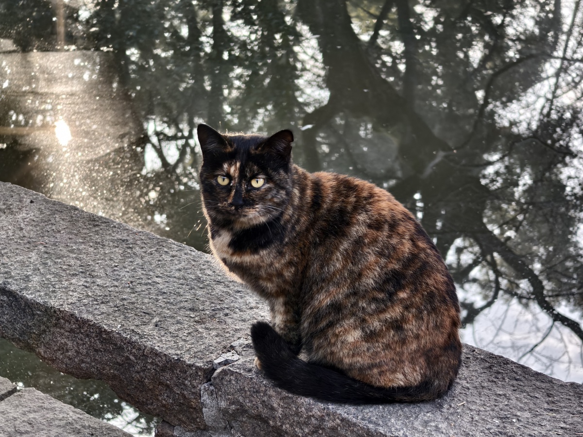 猫界温柔的小龙女,中华田园猫之三花猫
