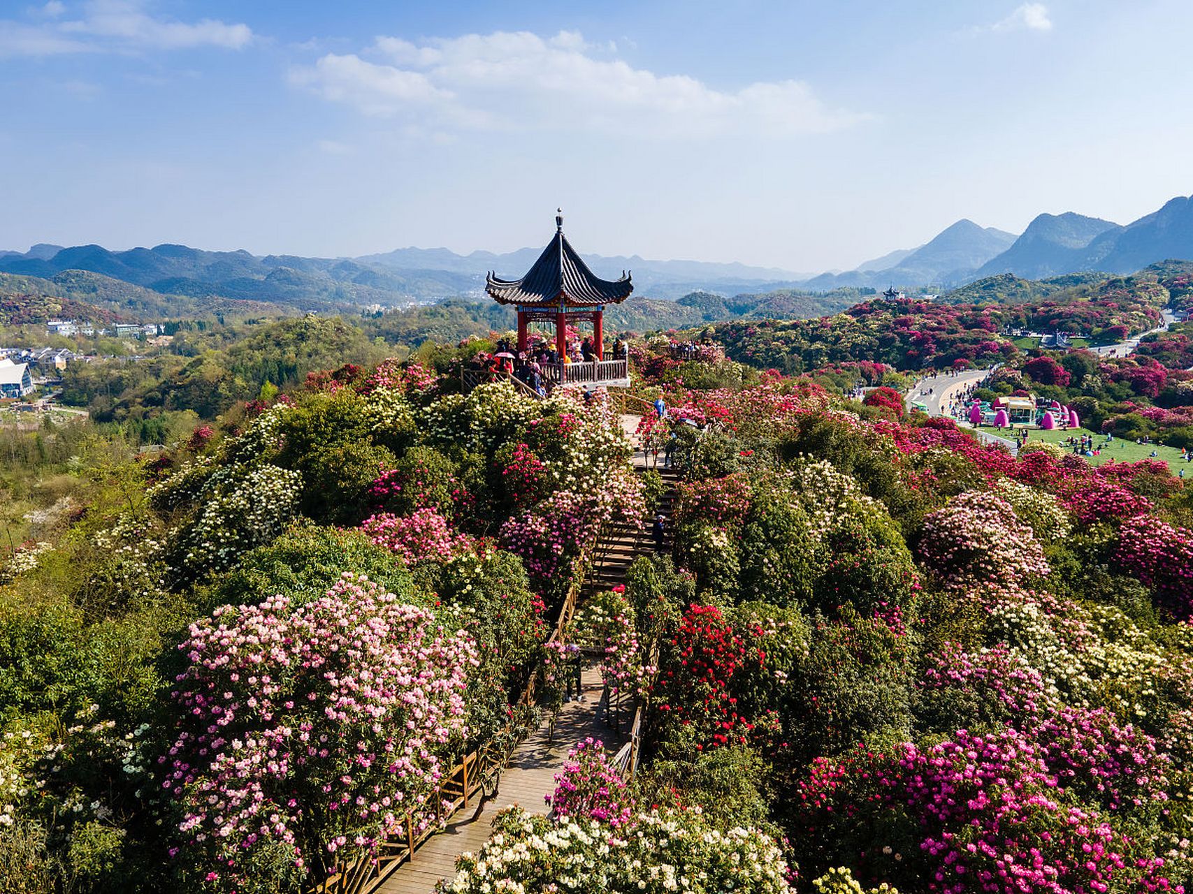 刚从百里杜鹃旅游景区回来,不得不说,这个地方简直太美了!