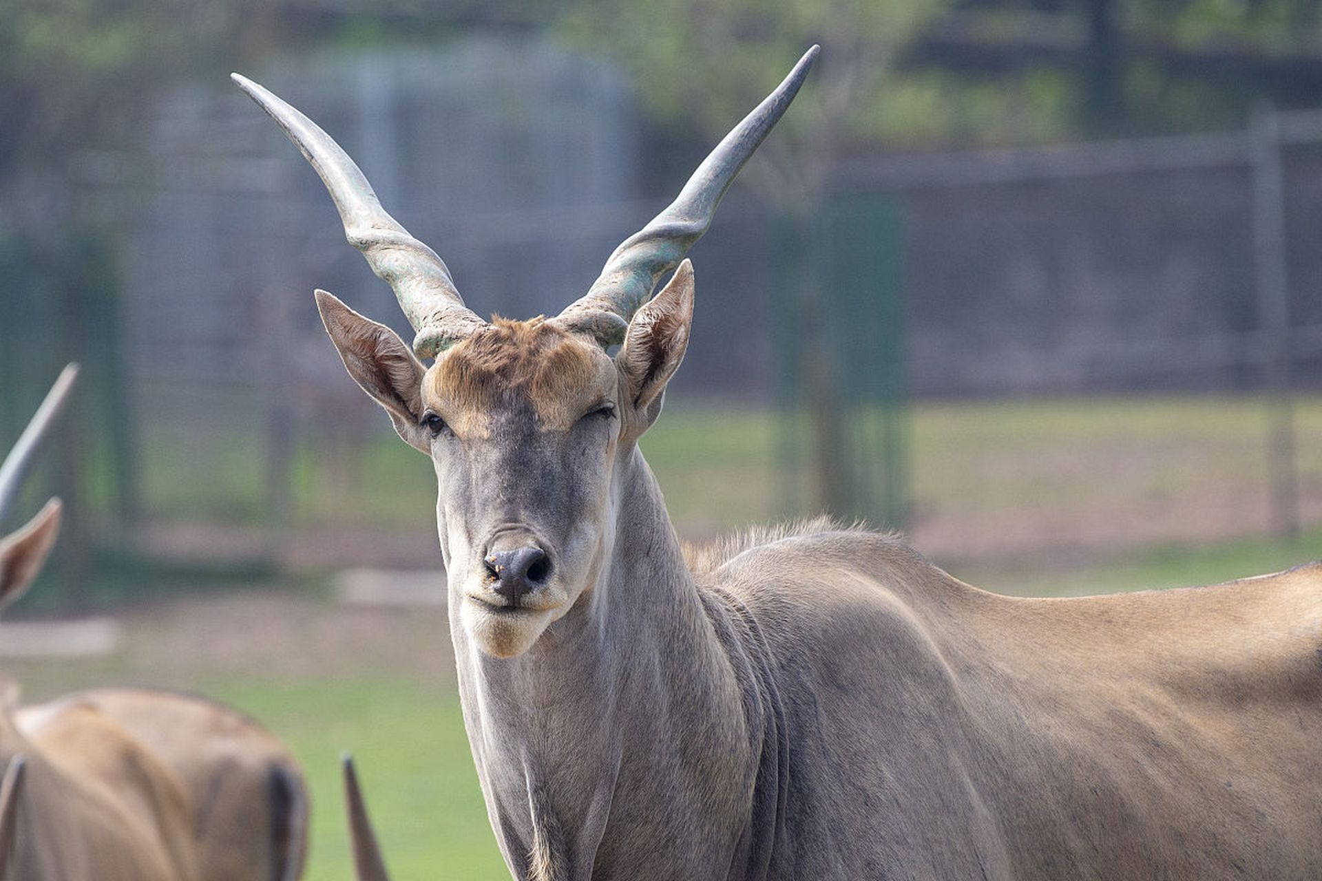 非洲大羚羊之所以能够跳得如此之高,是因为它们具有出色的弹跳能力和