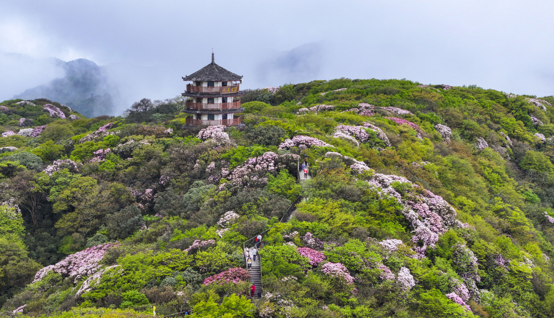 金佛山春天的美景图片