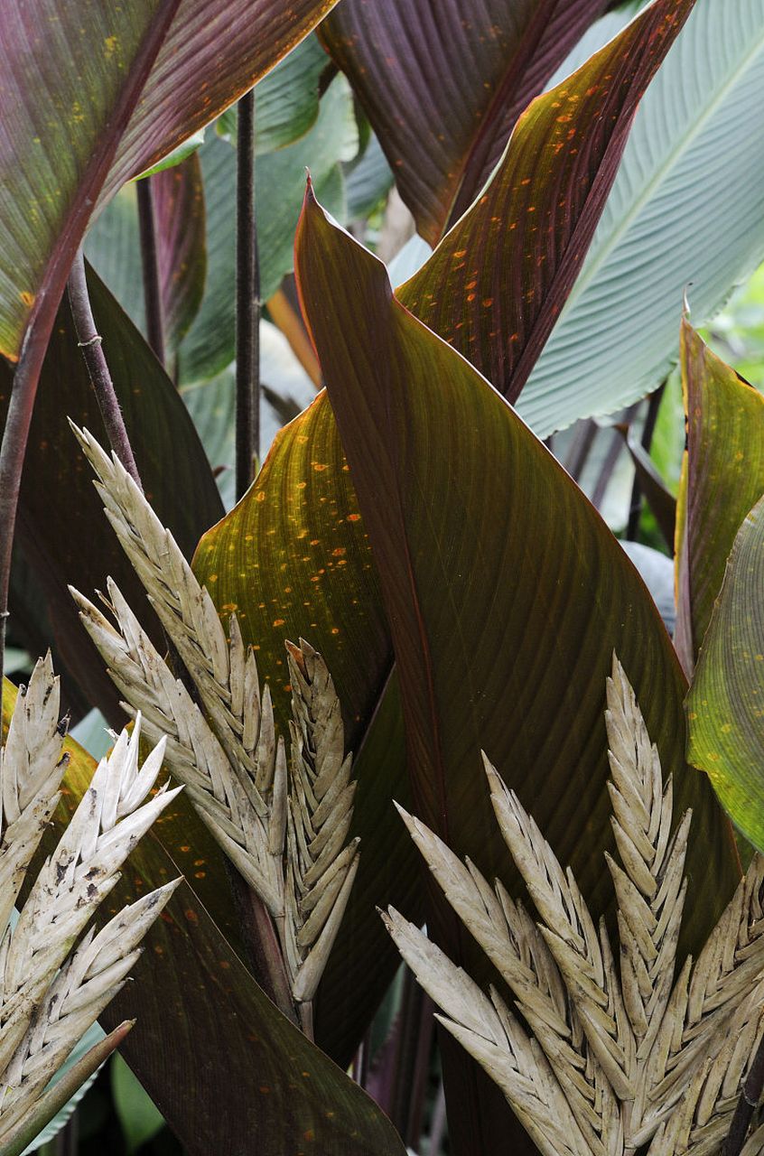 紫背波浪竹芋是一种观赏性强的植物,原产于南美洲热带地区,在中国南方