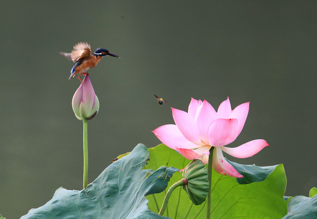 蜻蜓点水立枝头,青蛙悠闲睡意浓翠鸟飞翔西湖中,荷花逍遥欲滴红