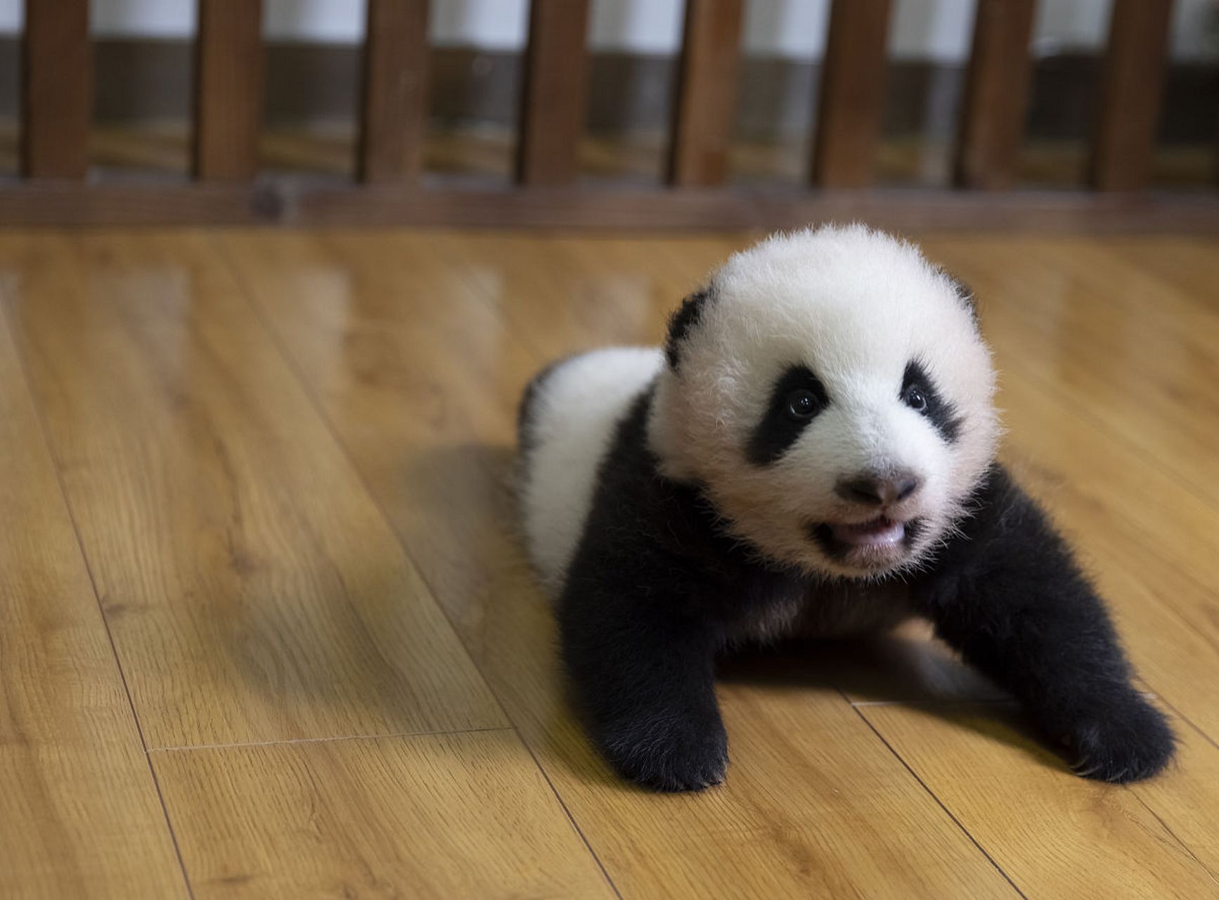 据报道,旅韩大熊猫双胞胎幼崽取名"睿宝""辉宝".两只幼崽出生后,爱宝
