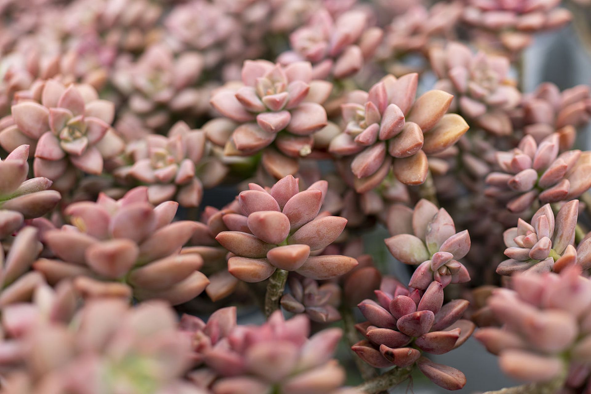 桃桃多肉与时拓桃是受欢迎的多肉植物品种.它们需要充足的阳光,适宜的