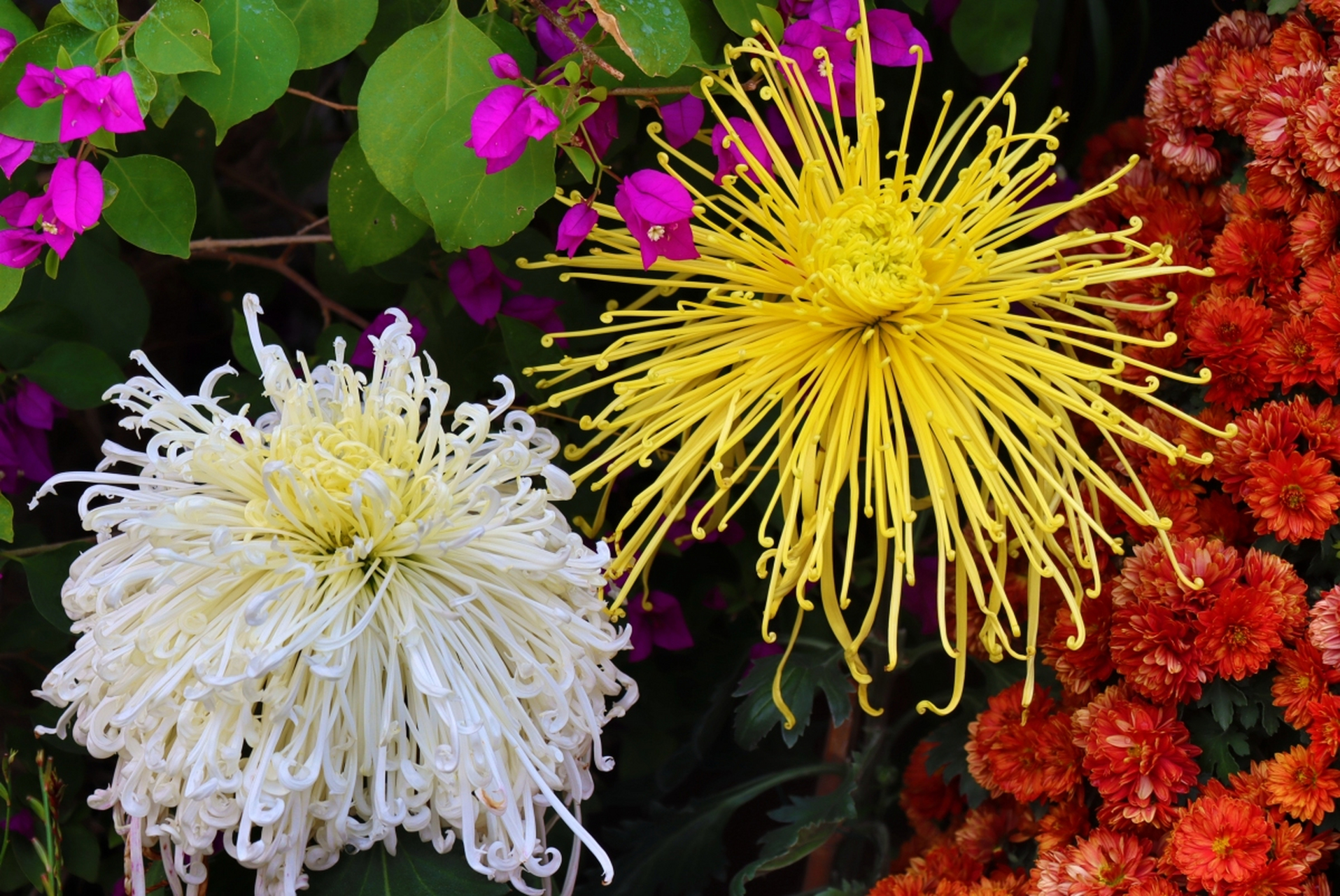 菊花是秋天的主角,  品种繁多,花形各异.