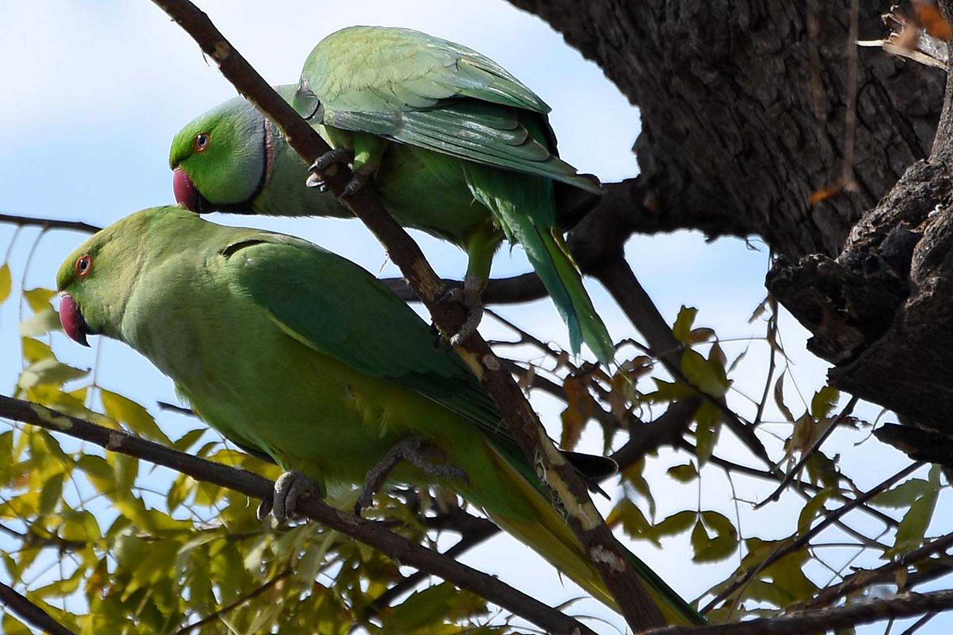 红领绿鹦鹉 -英文名称 rose-ringed parakeet,是一种生活在印度次大陆