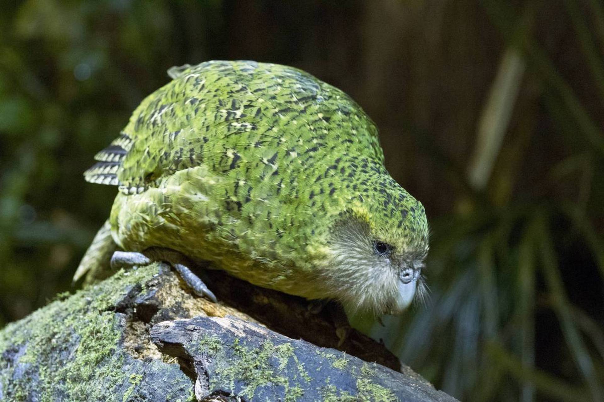 没见过吧,这是kakapo鸟,羽毛茂盛,长相很奇特.#动物趣图