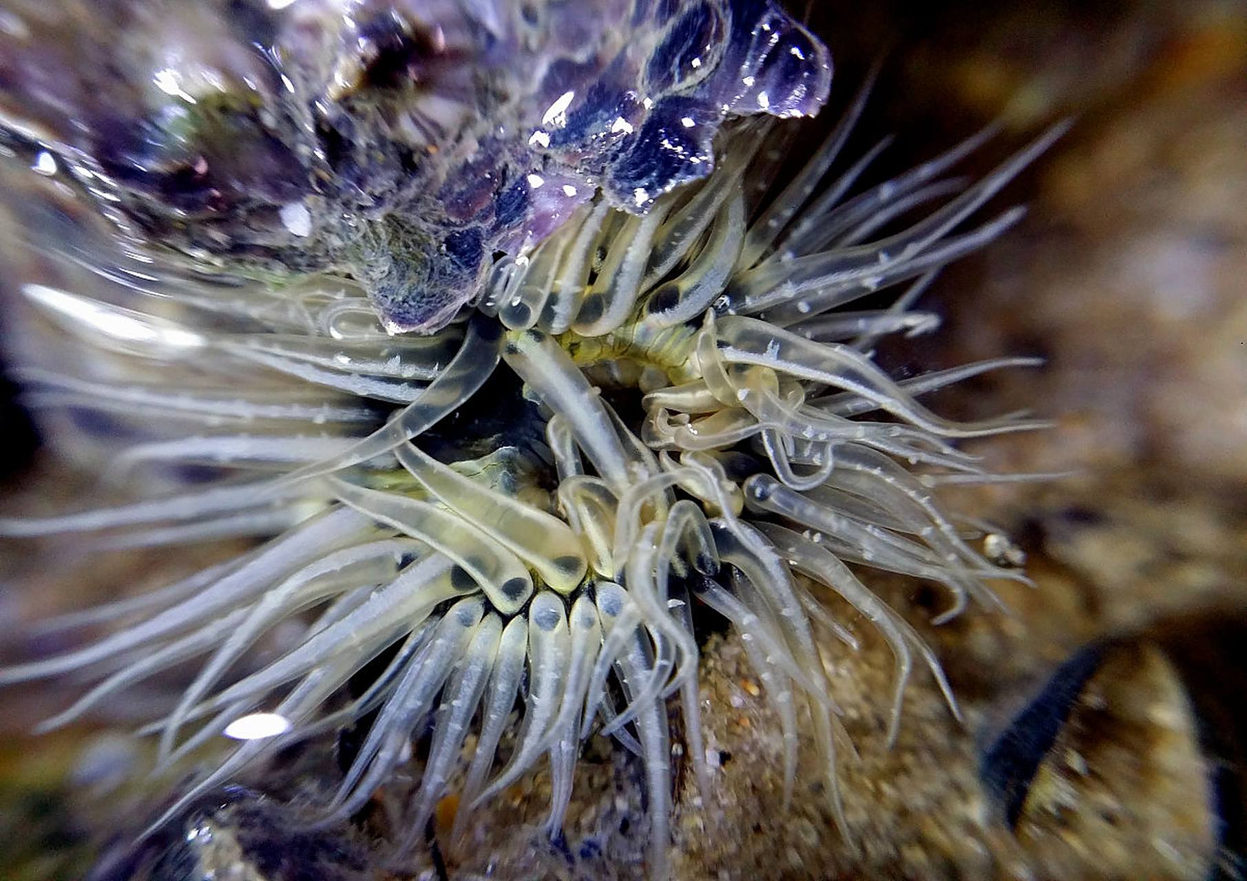 海葵是一种美丽的海洋生物,属于珊瑚类动物.