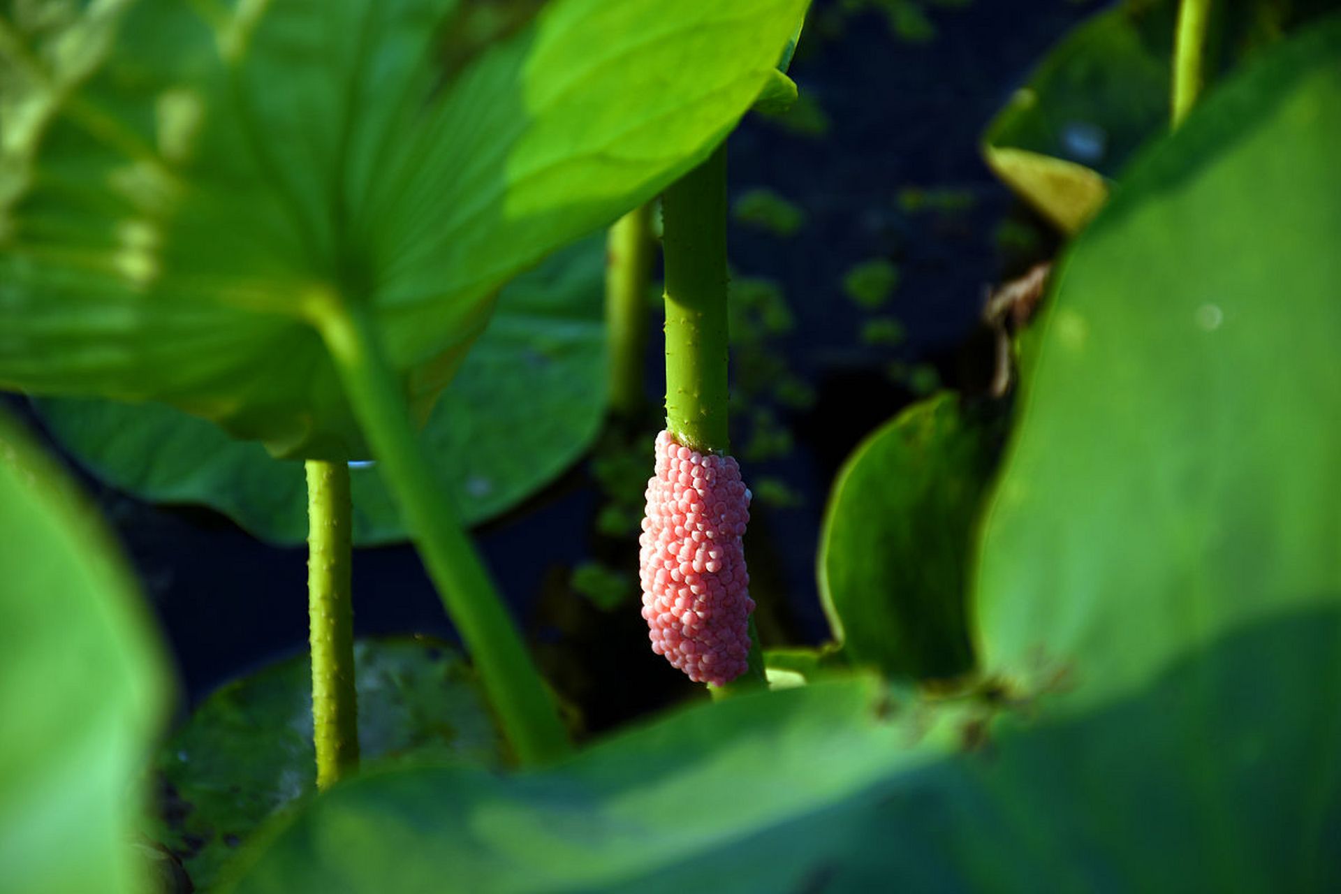 福寿螺,瓶螺科福寿螺属动物,是一种外来入侵物种.