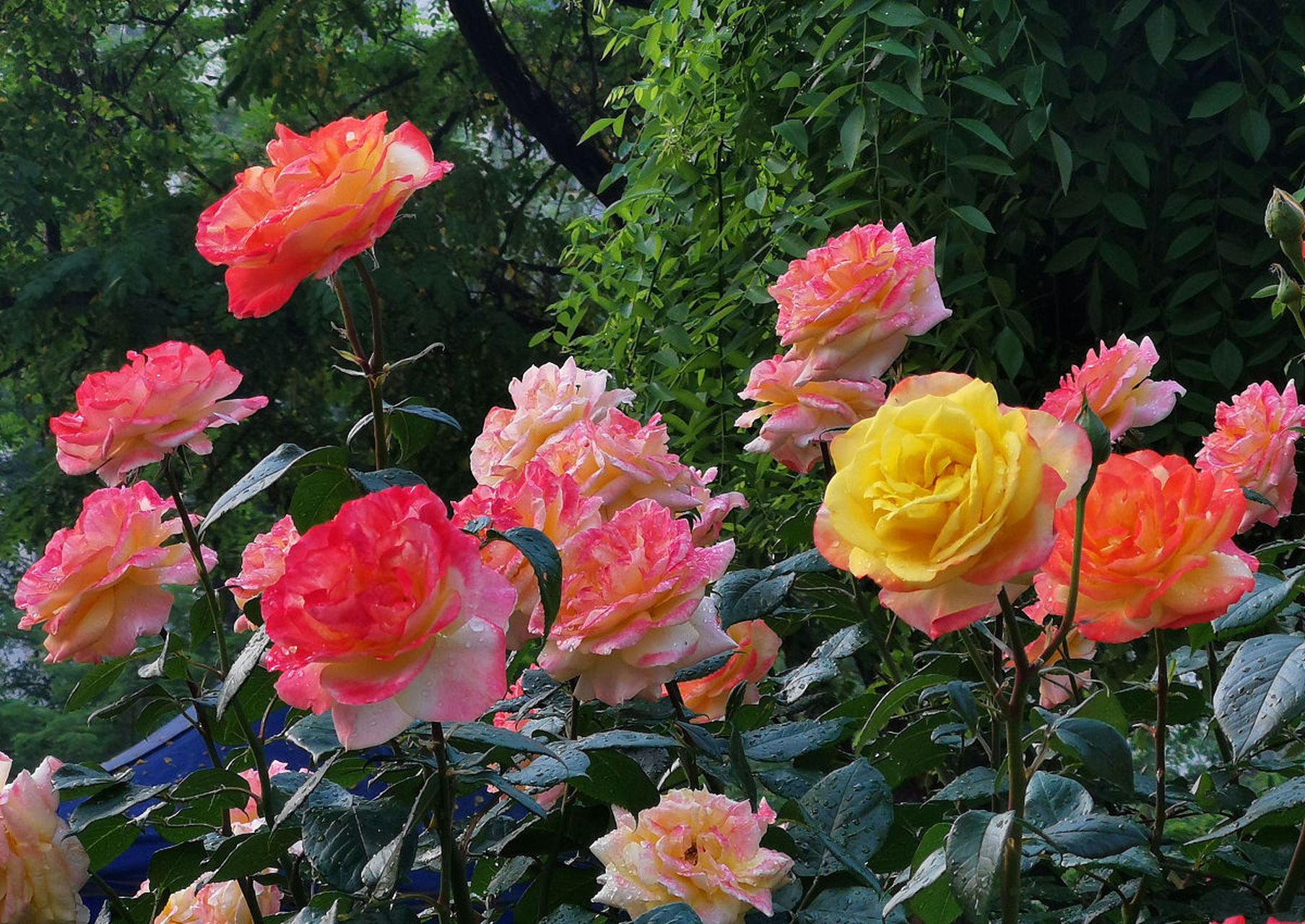 男人过了50岁,想从女人身上得到什么?答案很现实