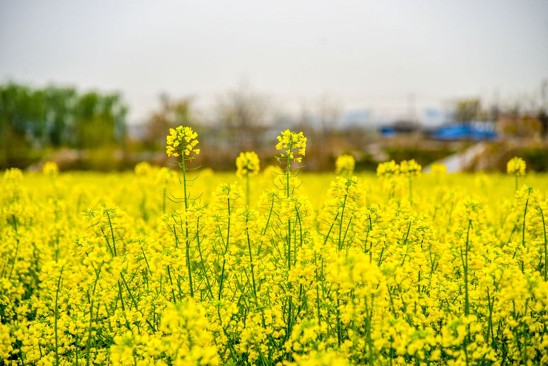 郑州市区内,郑州植物园内有油菜花田,此外新密乱石坡,荥阳虎牢关周围