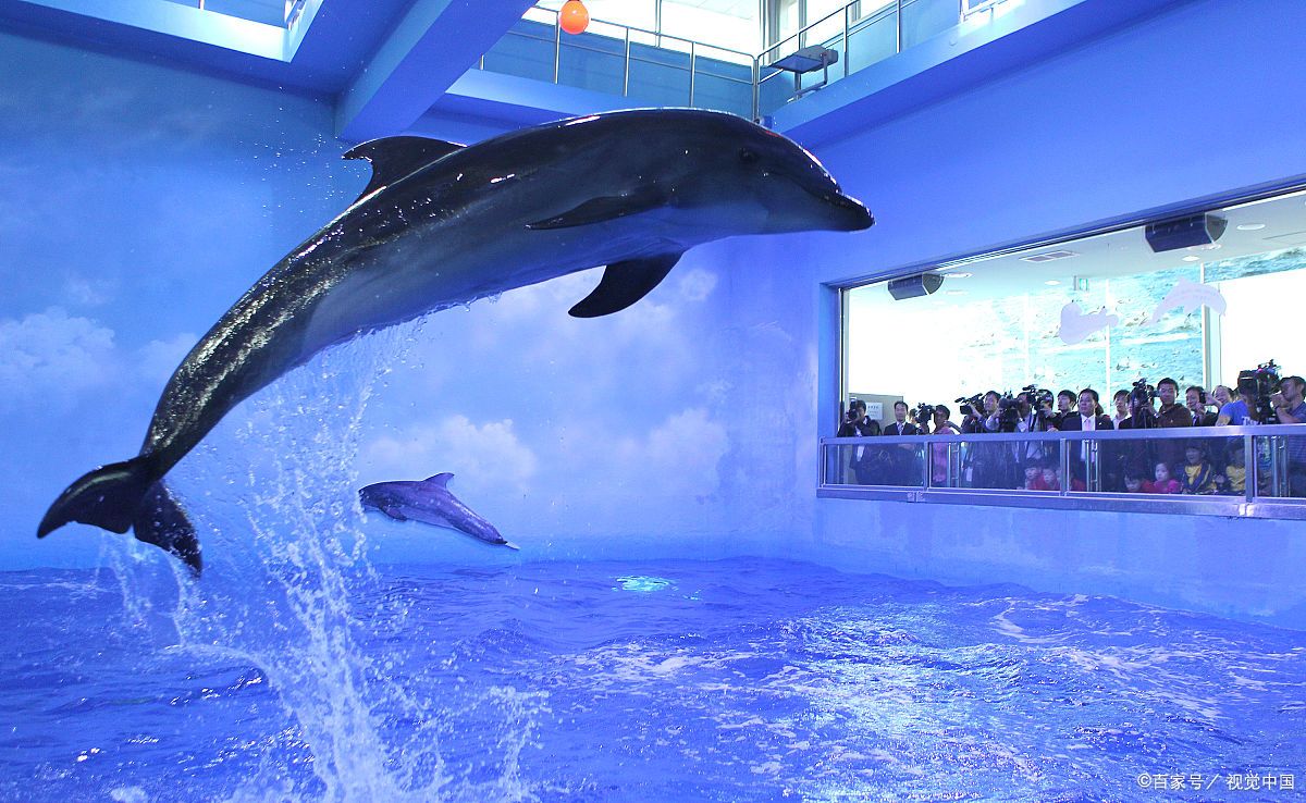 三,大连圣亚海洋世界:深入海底的奇妙之旅