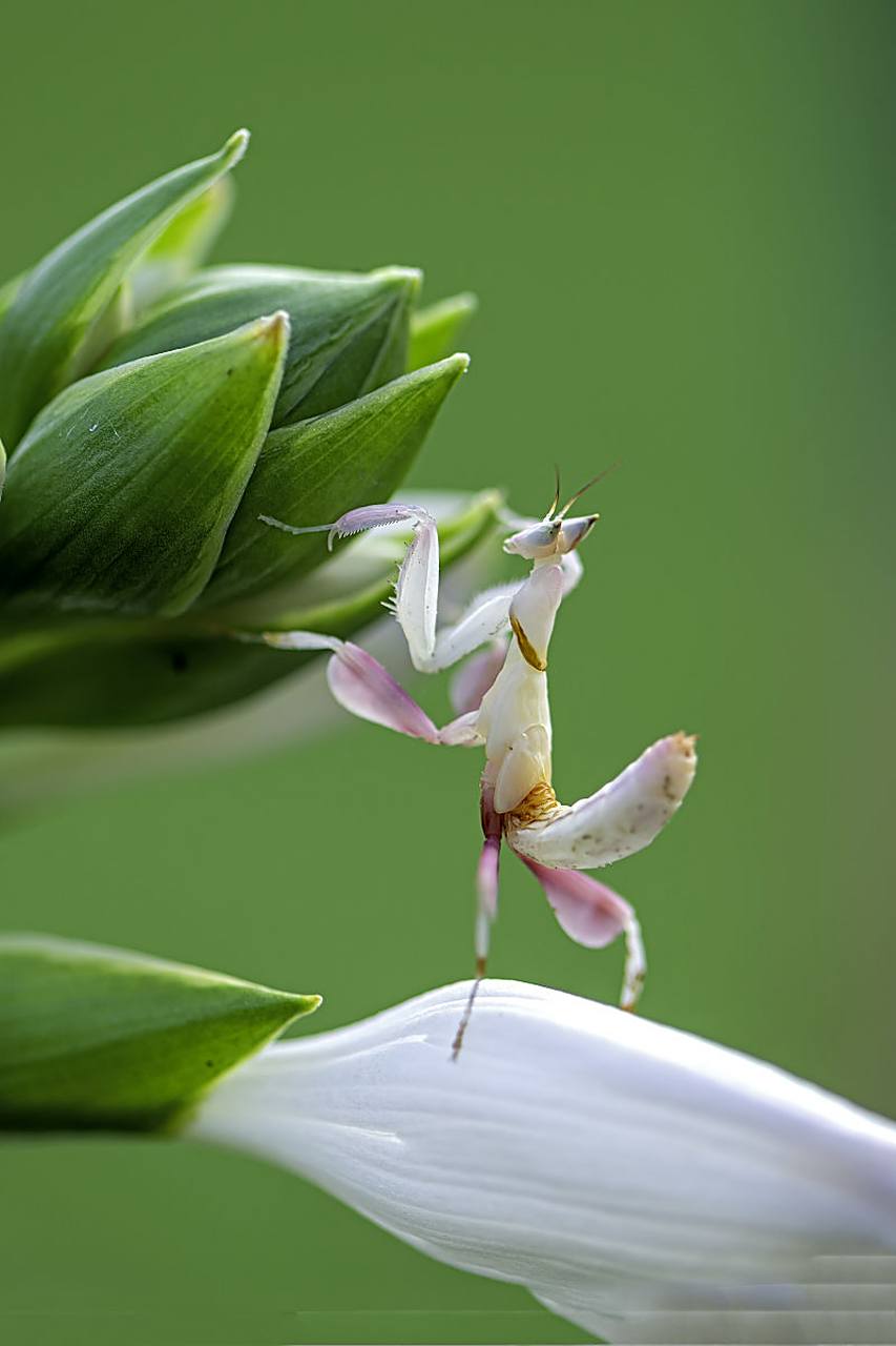 动物趣图# 稀有的兰花螳螂,好漂亮啊!
