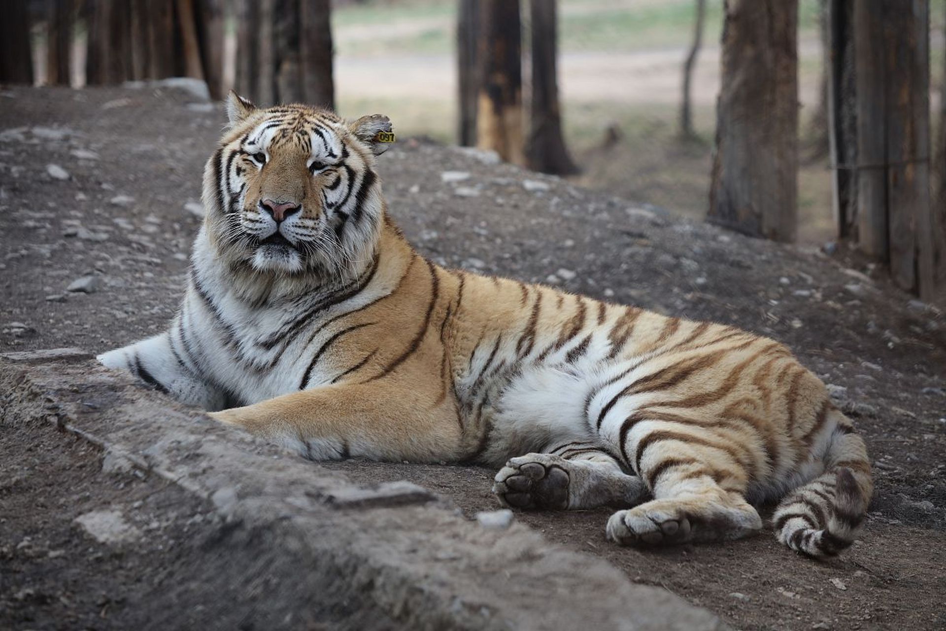 近日,在吉林珲春马川子乡,一名60岁村民在上山途中偶遇一只野生东北虎