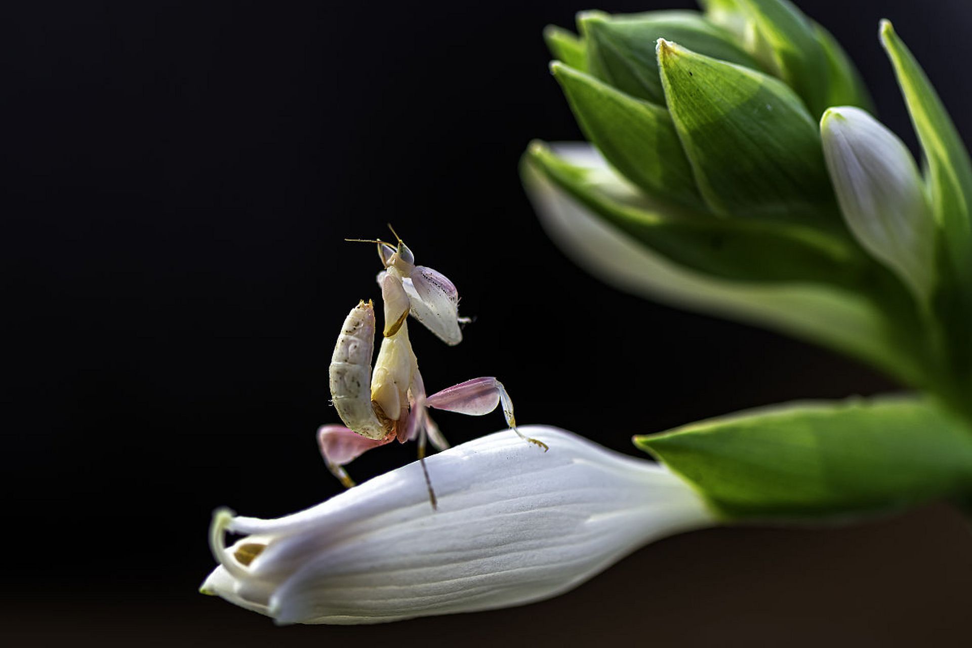 动物趣图# 稀有的兰花螳螂,好漂亮啊!