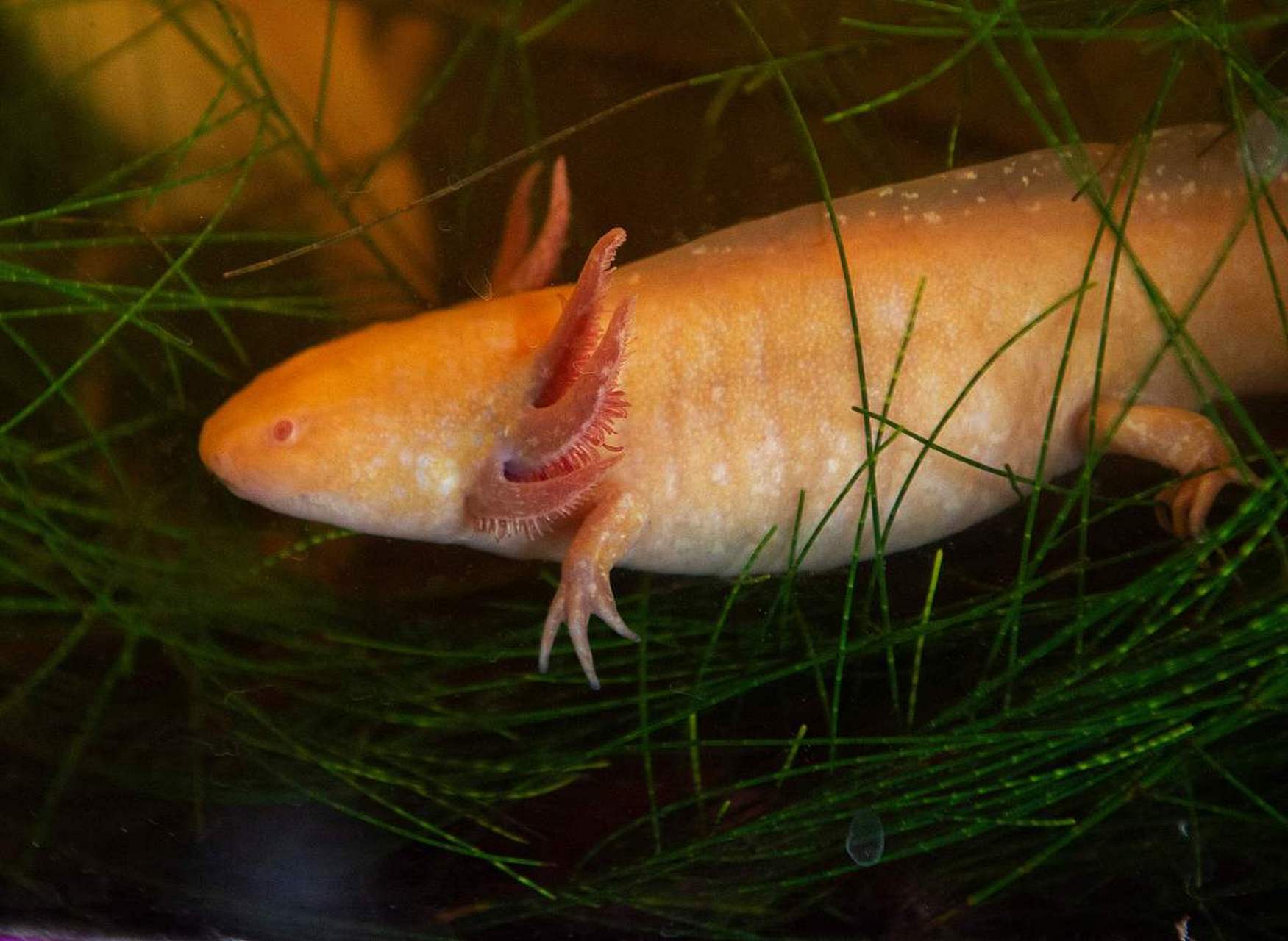 长相十分科幻,有趣的六角恐龙鱼,又名墨西哥钝口螈.