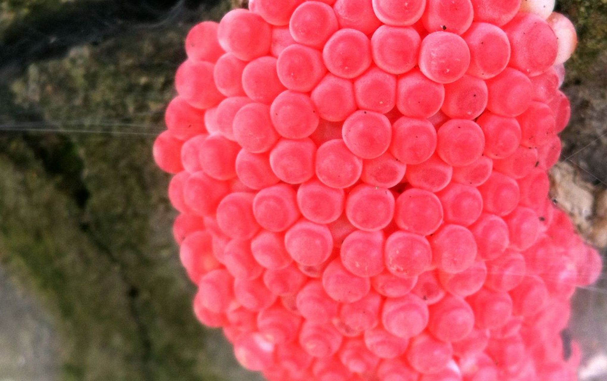 经过查看,这些物体是福寿螺的卵,初产时呈粉红色至鲜红色,表面有一层