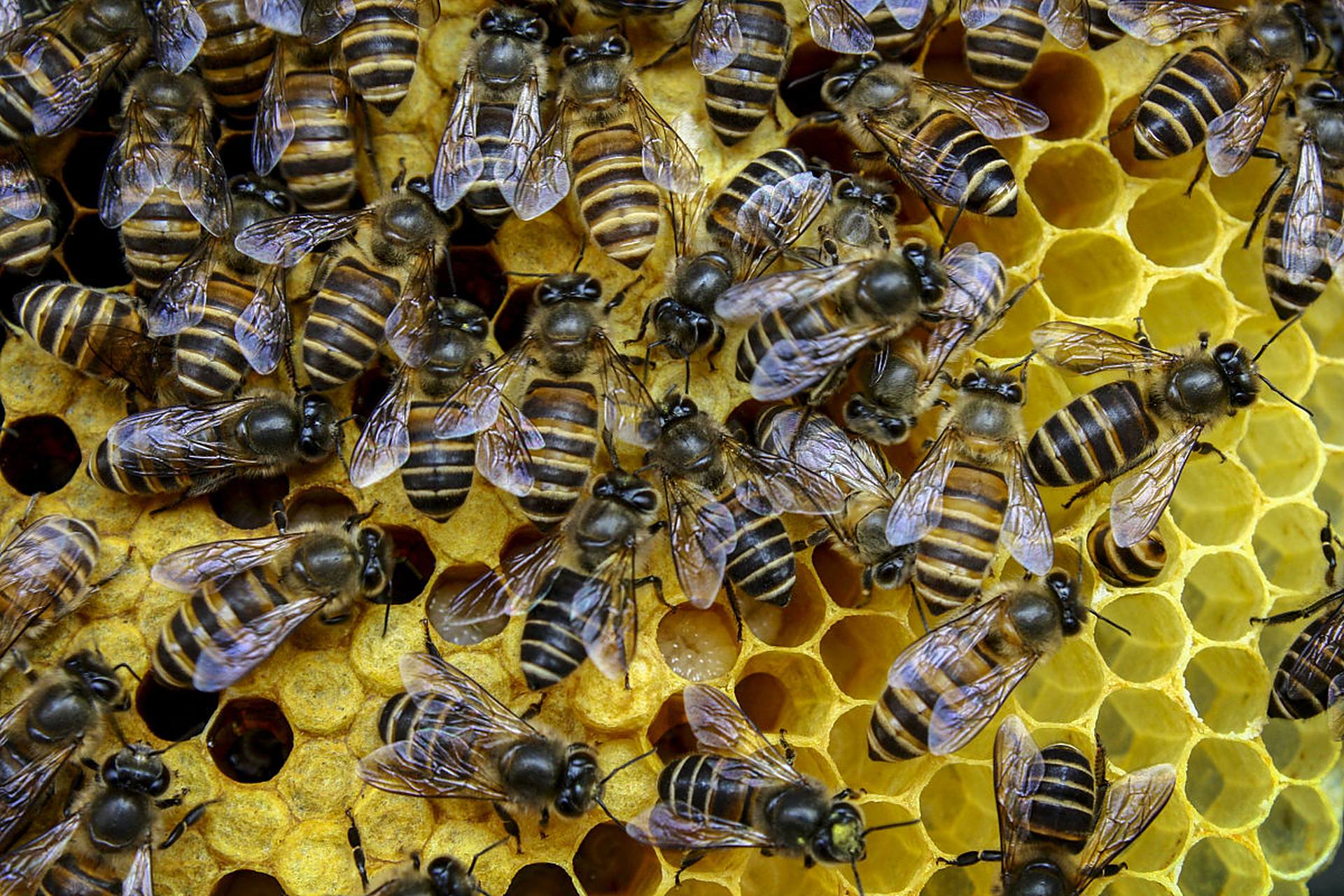 知识创作挑战赛初夏篇# 蜜蜂可以通过学习来识别人脸,甚至能辨别出