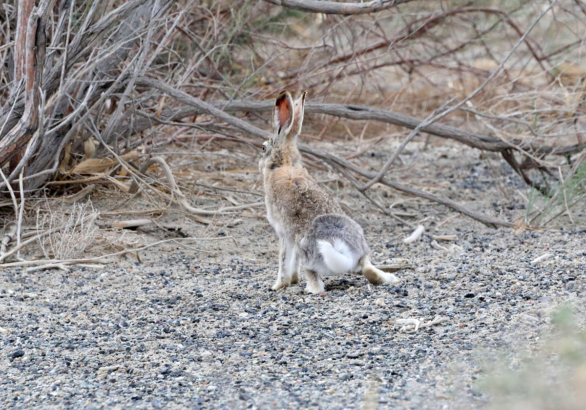 我曾经是猎人——(四五)套兔子