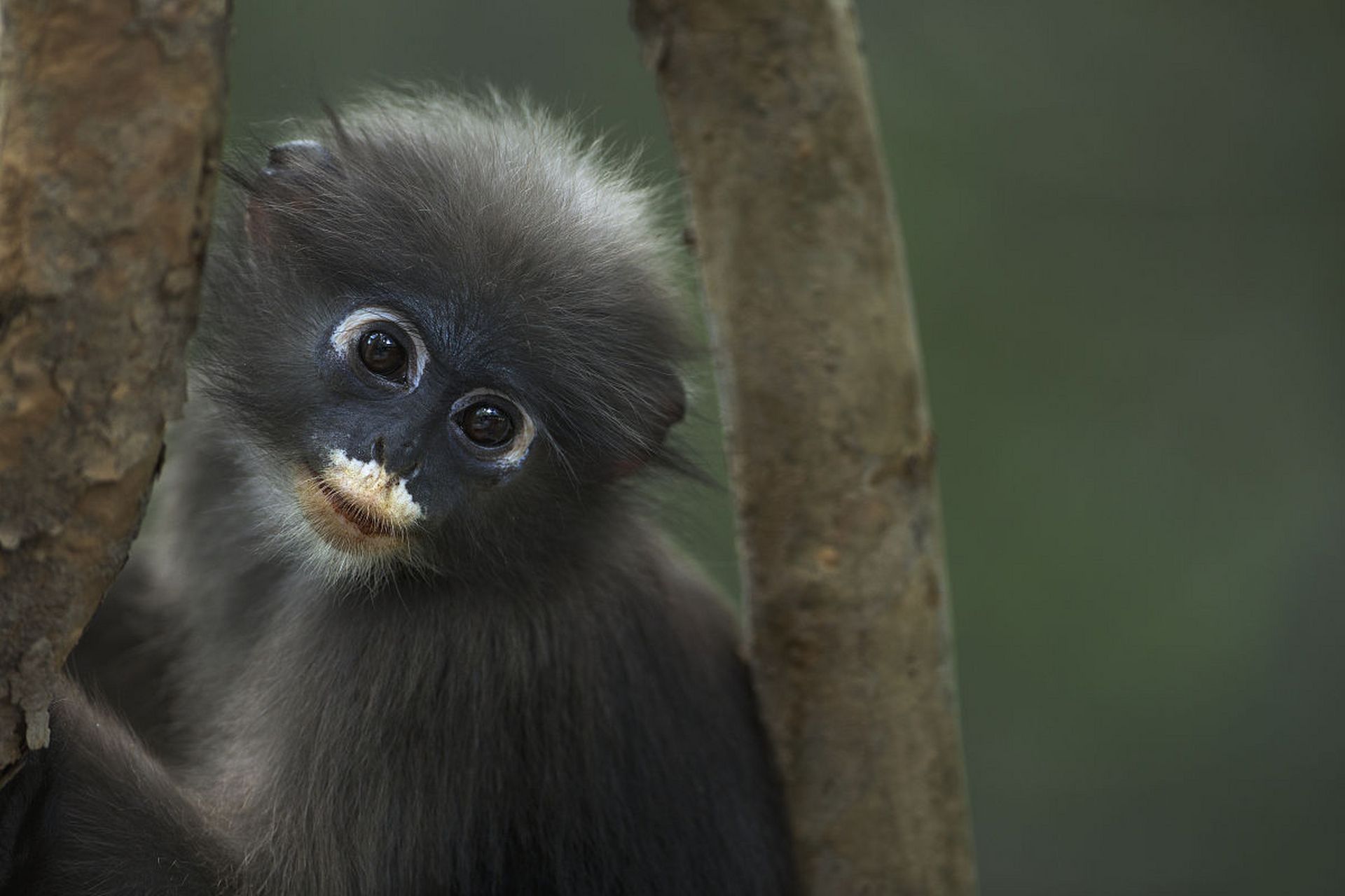 可爱的小猴子,萌萌的小眼睛,小白眼圈. #动物趣图