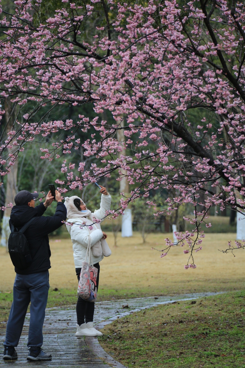 玉渊潭公园樱花季   