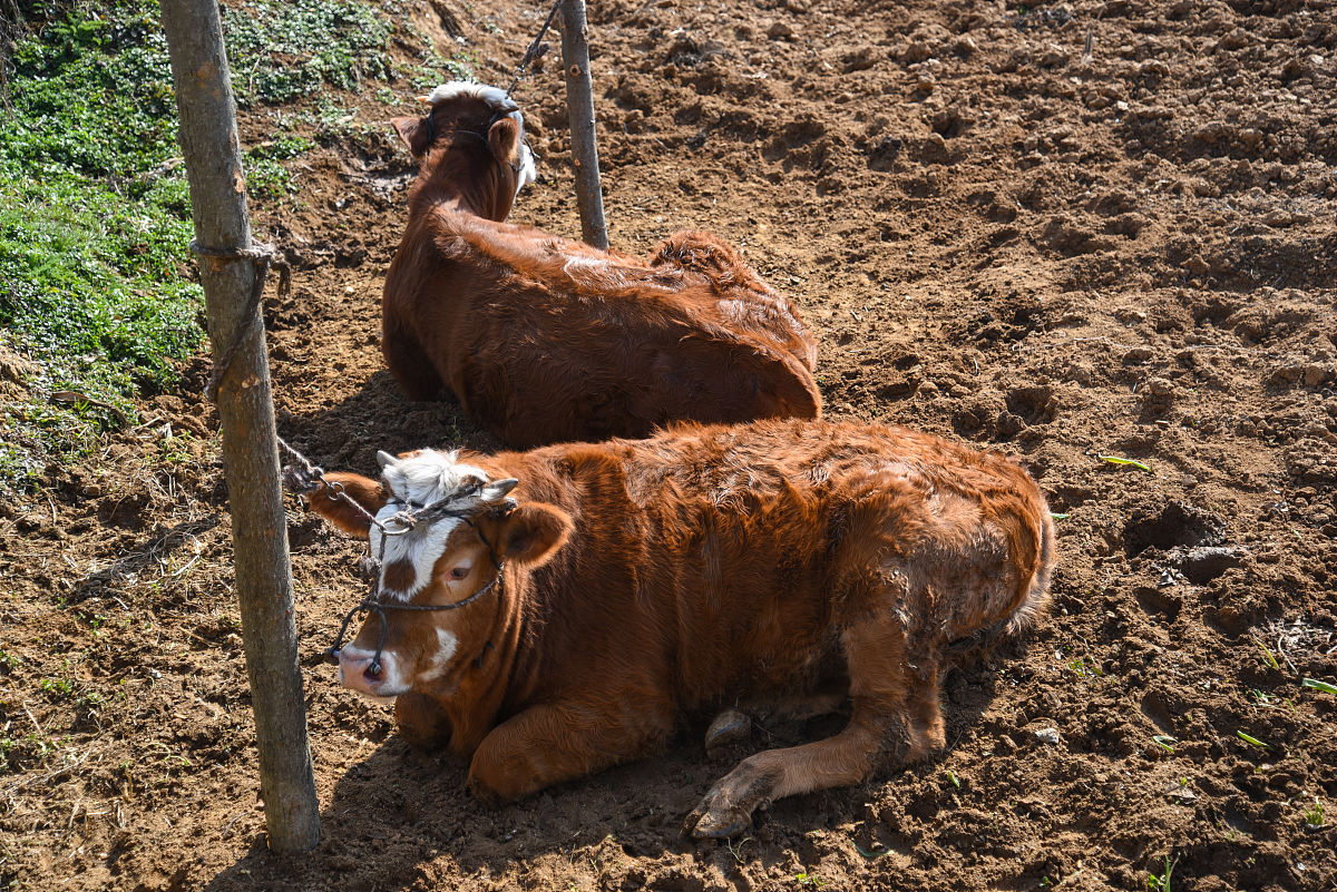 我给大家计算一下十头牛,他能挣多少钱?