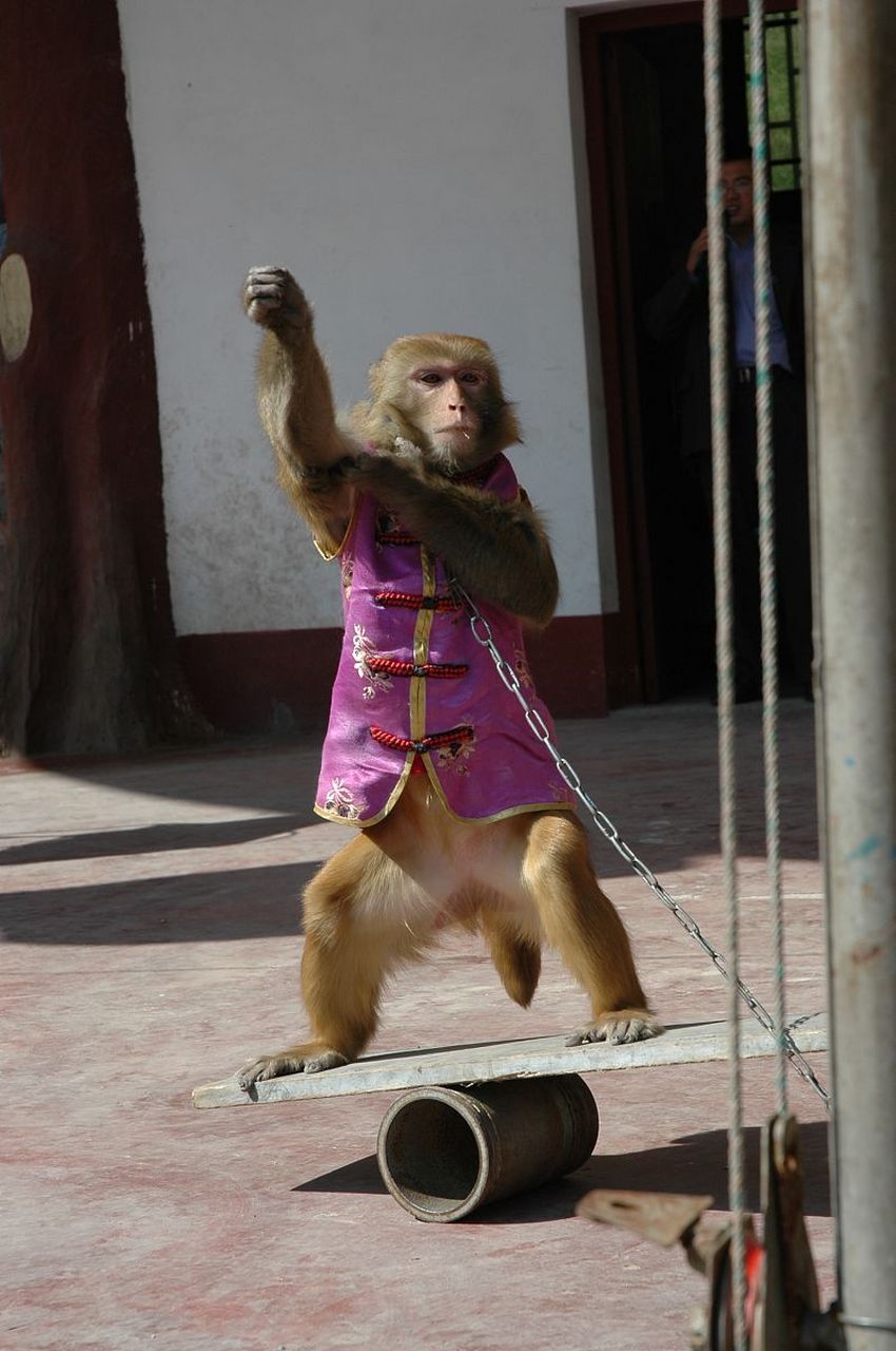 【#杂技团猴子出逃在小区上演大闹天宫# 社区:多次抓捕失败