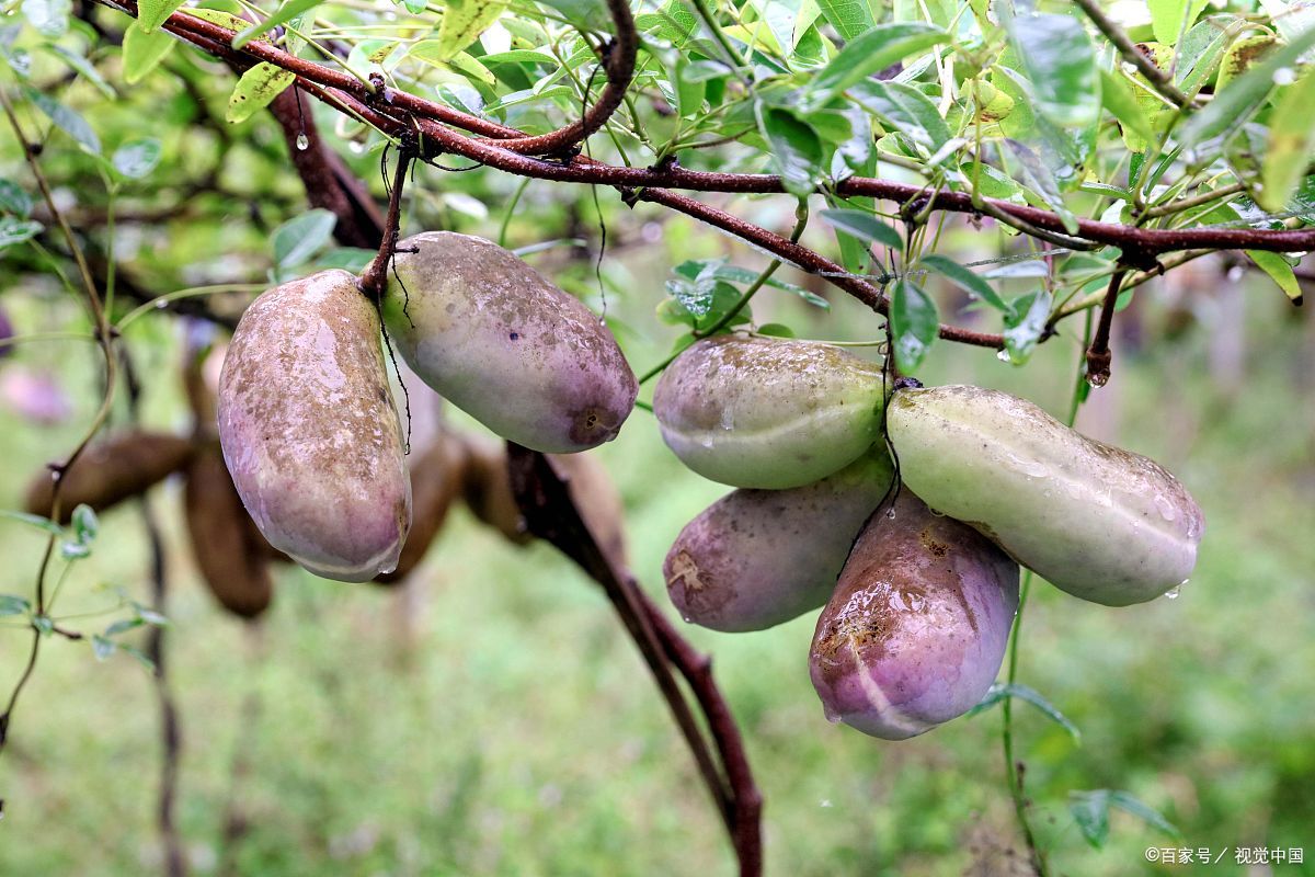 8种美味的南方野果子,个头大,品相好,你吃过几种?