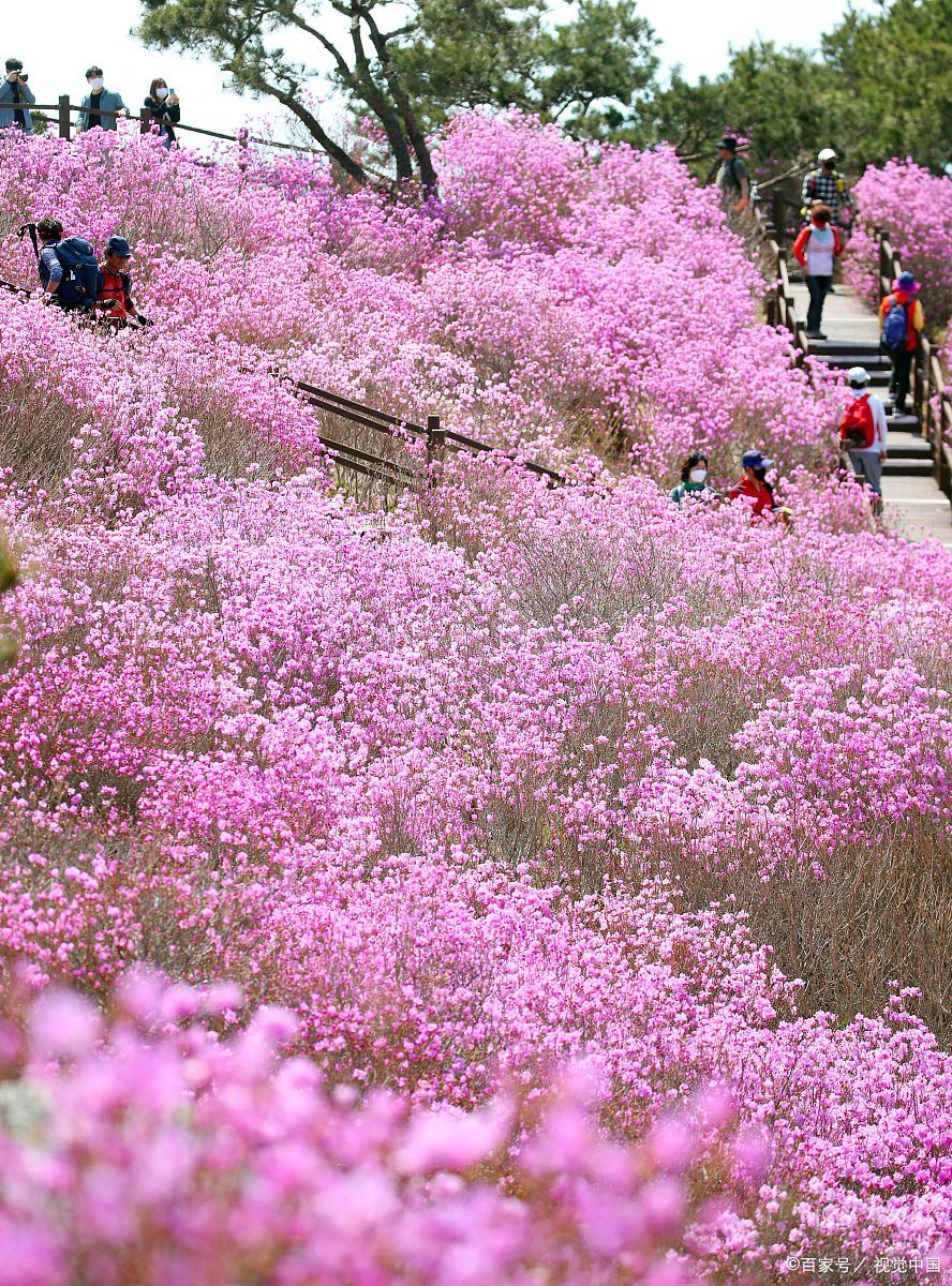 金达莱花:璀璨光彩中的寓意之花
