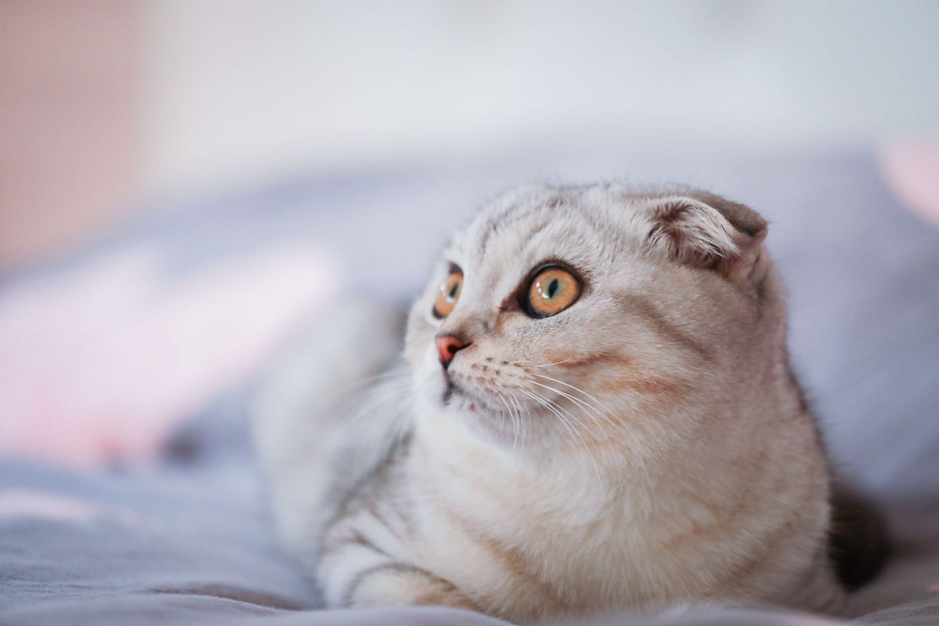 苏格兰折耳猫,一种充满魅力的猫咪品种.