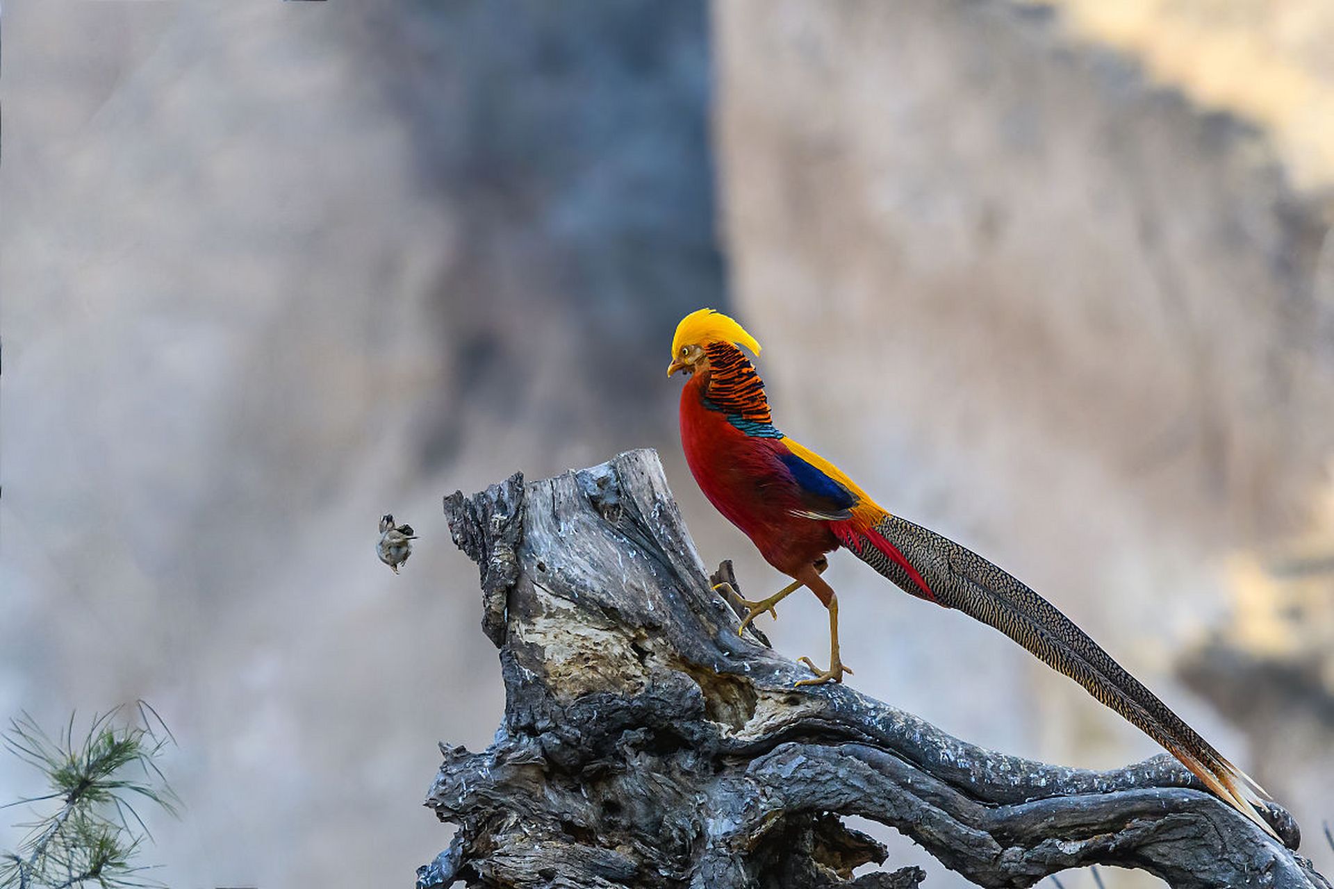美丽的红腹锦鸡,传说中的凤凰!飞翔的姿态,太美了.