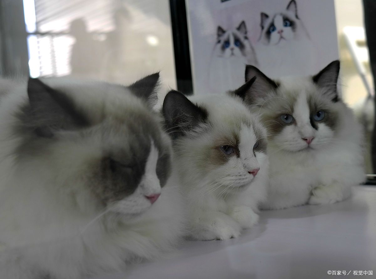 揭秘海双与蓝双布偶猫:它们之间究竟有何不同?