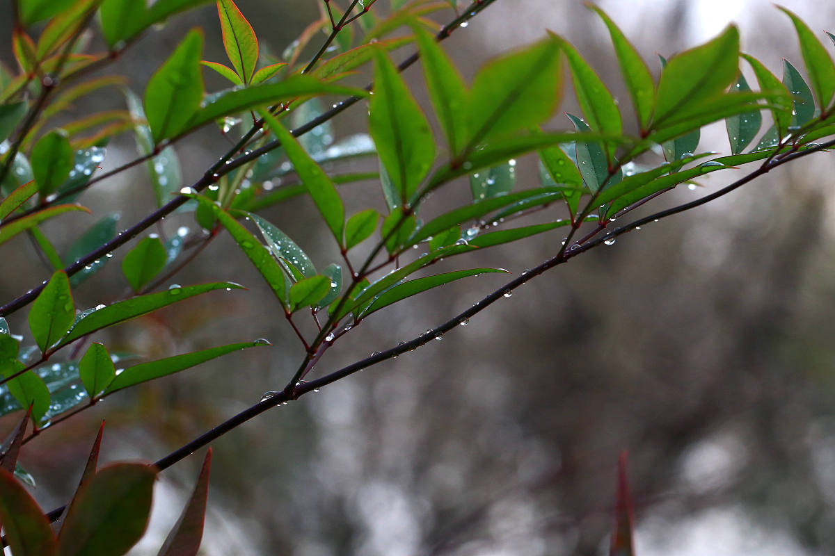 迷愁冬雨(遠方有詩詞)