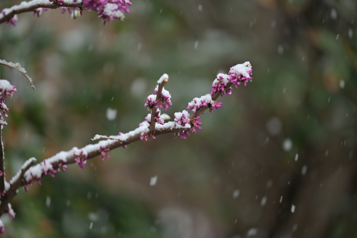 重温大雪中的离别诗词,感悟一往而深的人生情意