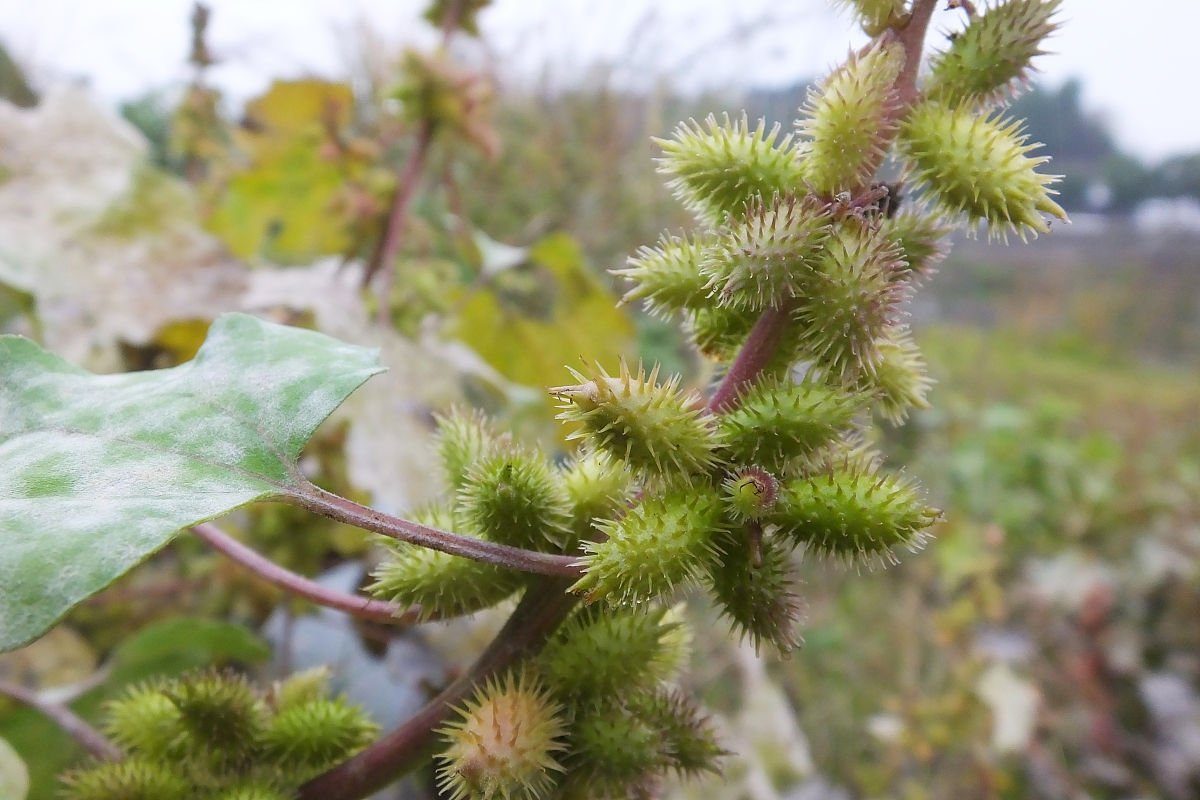 中药古今研究:苍耳