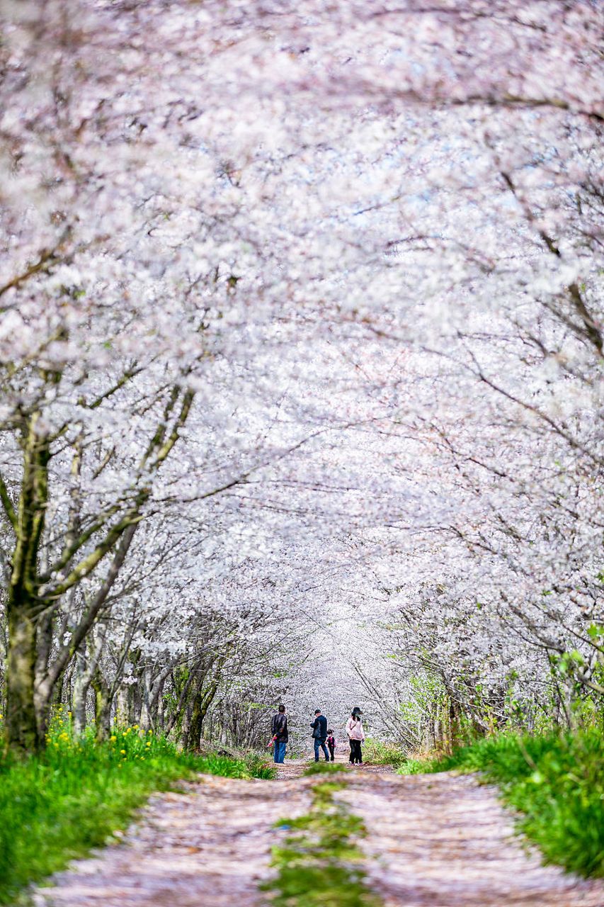 贵州平坝樱花几月开图片