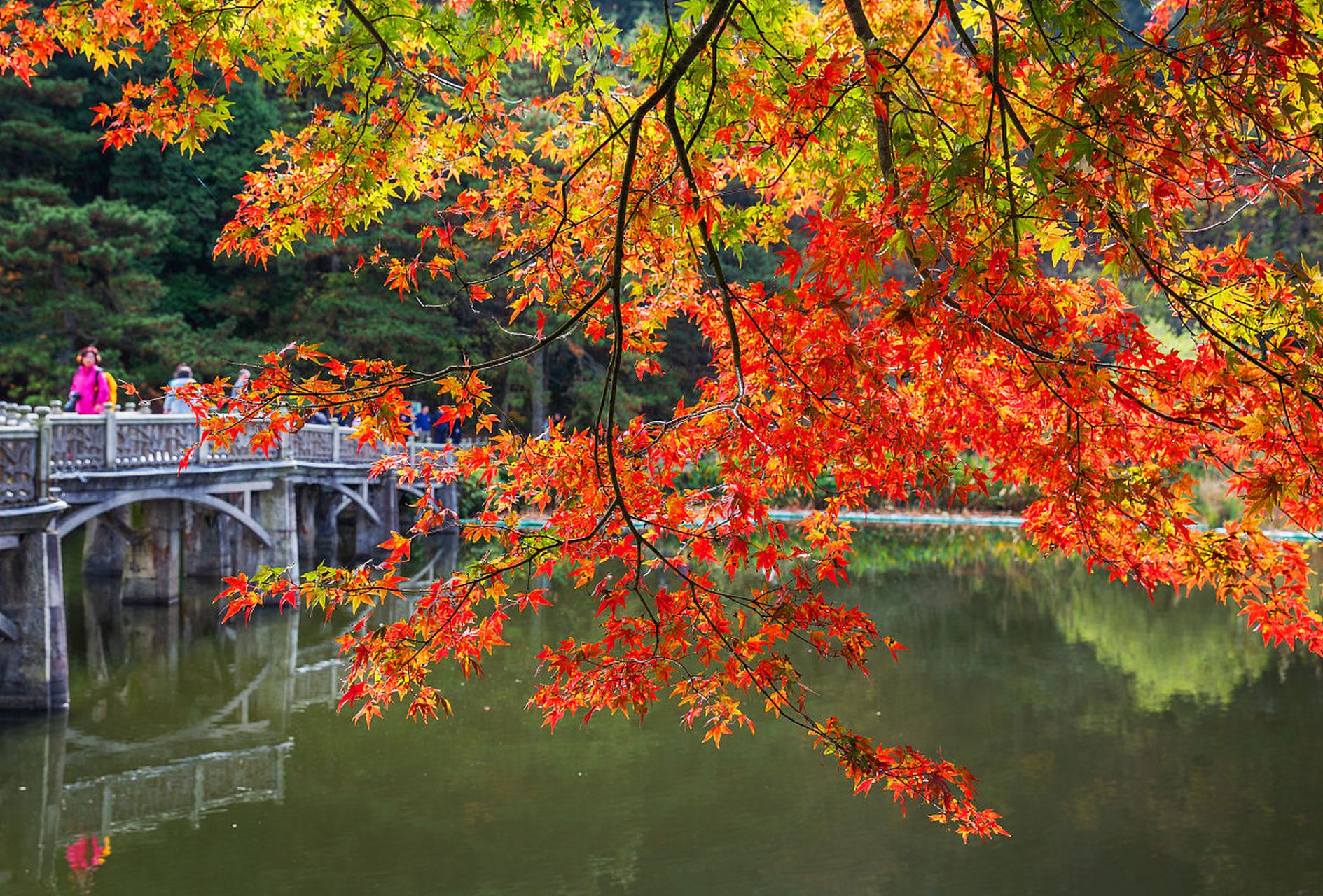 艳丽秋日,探寻重庆之美 重庆的秋天是一个美丽的季节,这个季节的天气