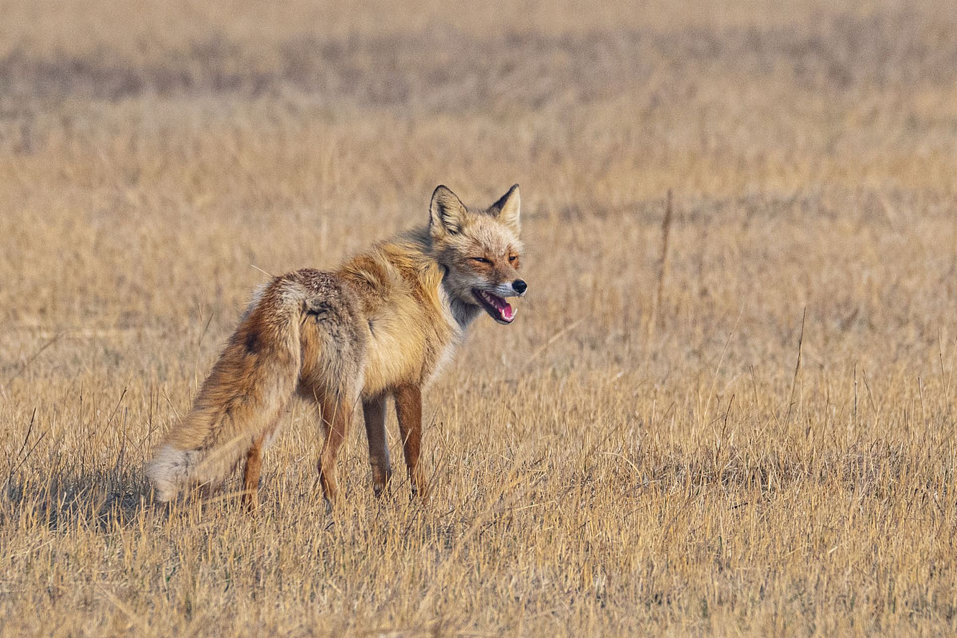 红狐在北美洲更为常见,通常比赤狐更大,更重