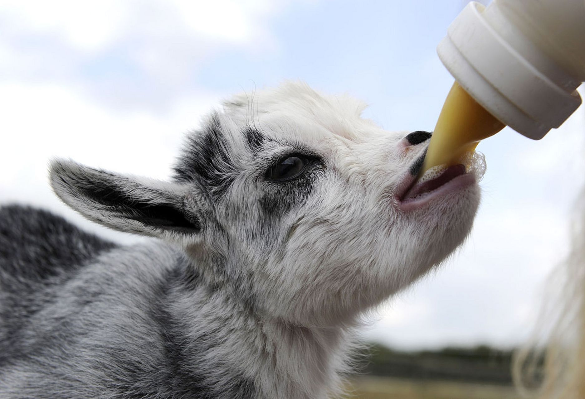 驯兽师:与动物共舞的魔法使者(懒懒虫的幽默推荐版)  驯兽师?