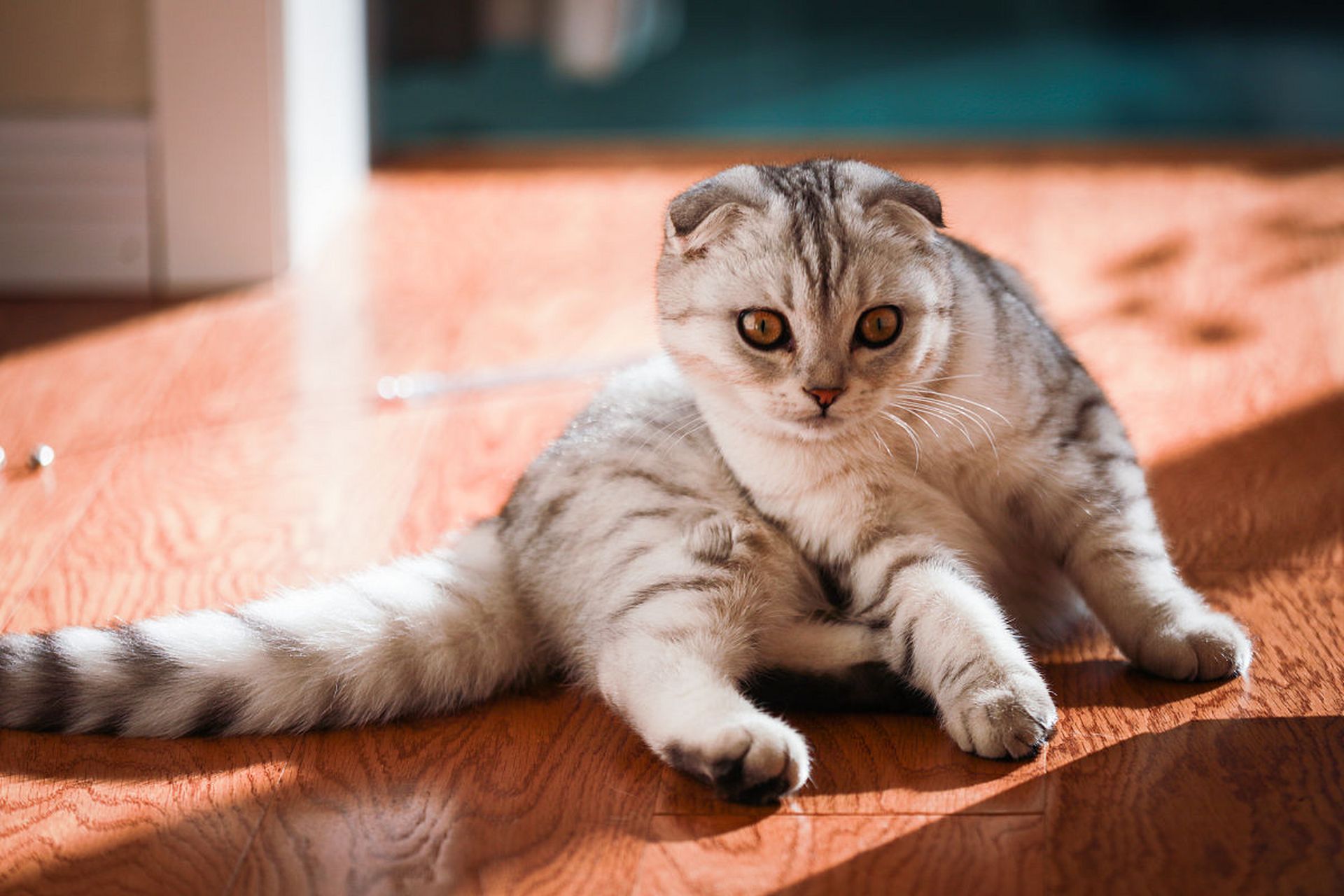 苏格兰折耳猫,一种充满魅力的猫咪品种.