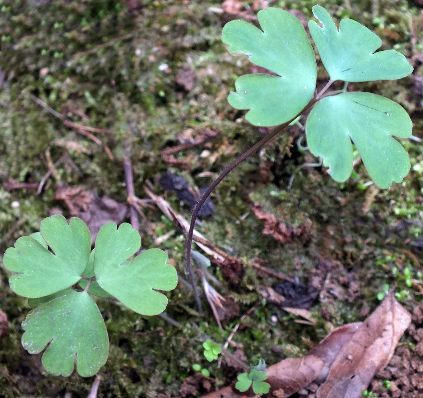 它具有以下的功效和作用:  抗炎作用:猫爪草含有一些生物活性成分
