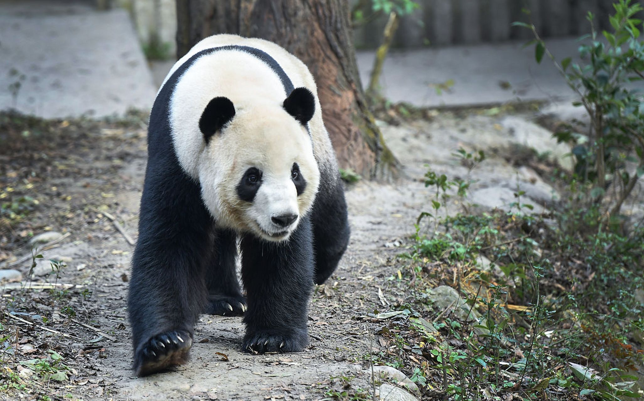 据天津动物园寇师傅讲,有些不文明的游客到熊猫竹林偷竹笋吃,特别还是