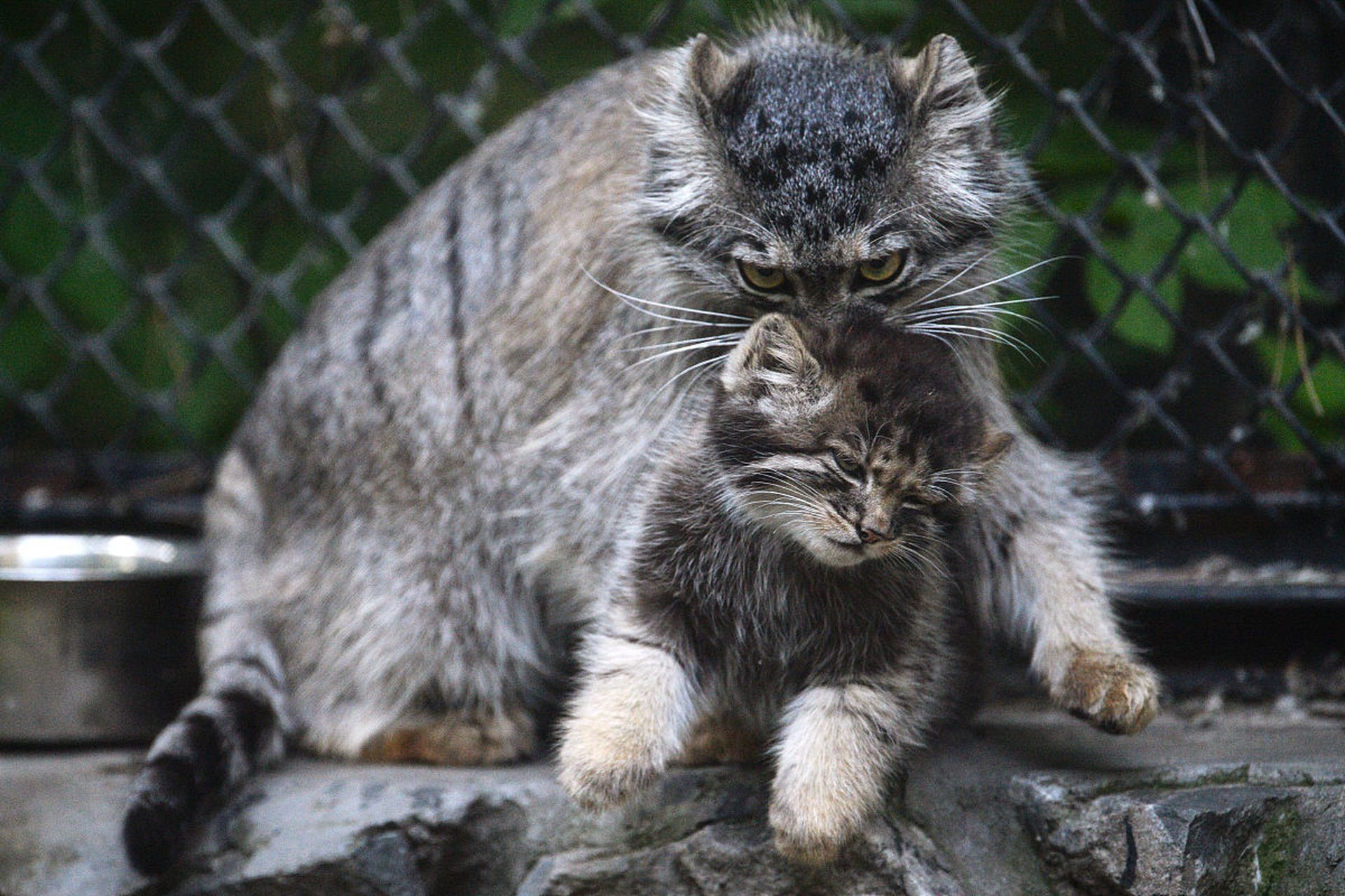游客们发现,这里的猴子和猫似乎"相处融洽",甚至有疑似交配的行为.