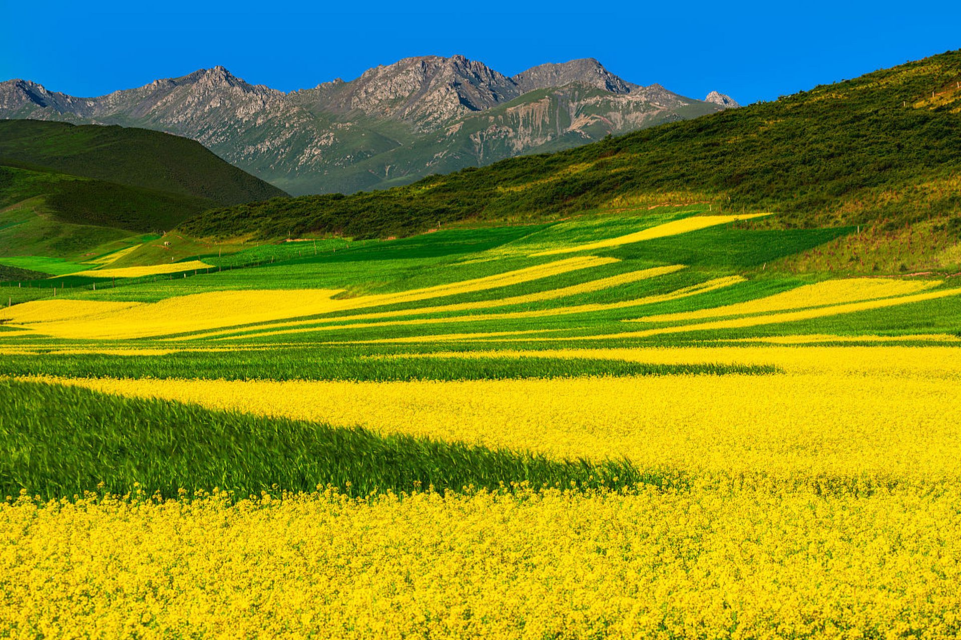 在郊外田野上最引人注目的,  莫过于那漫山遍野的油菜花,  与蓝天白云