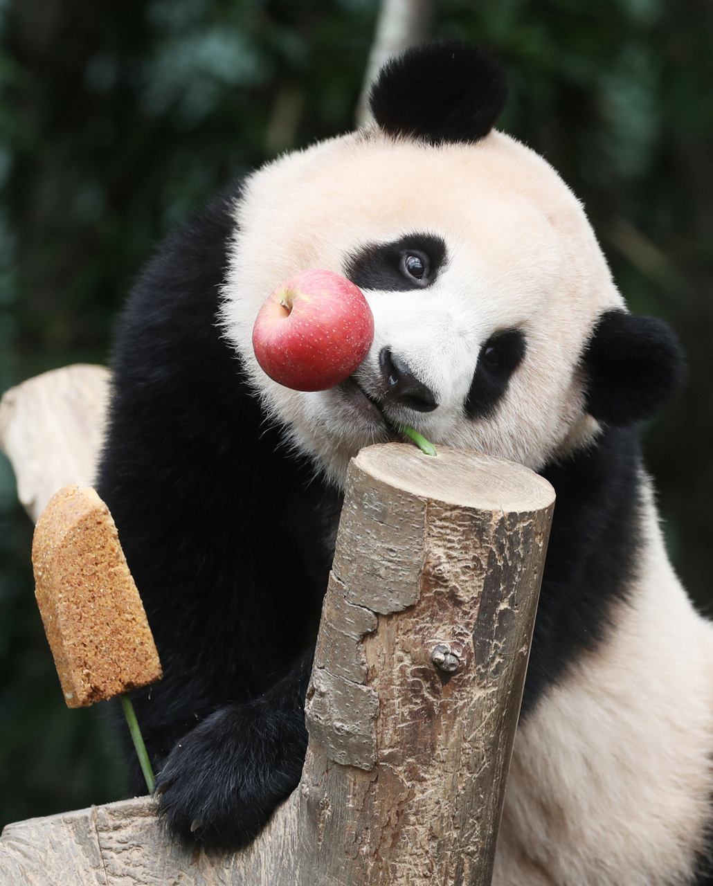 传闻福宝回国后要去北京新建熊猫馆?