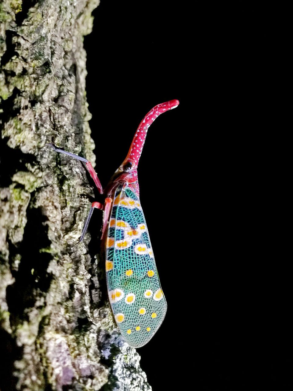 每天认识一种昆虫——龙眼蜡蝉 龙眼蜡蝉体长2~2.